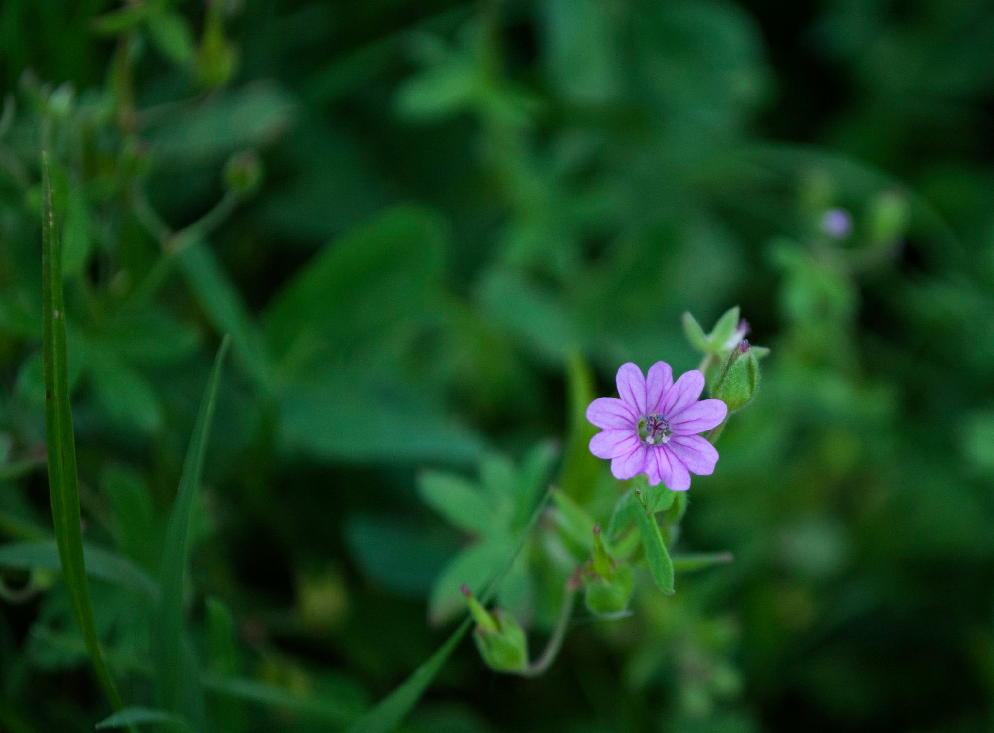 Solo un altro fiorellino viola...