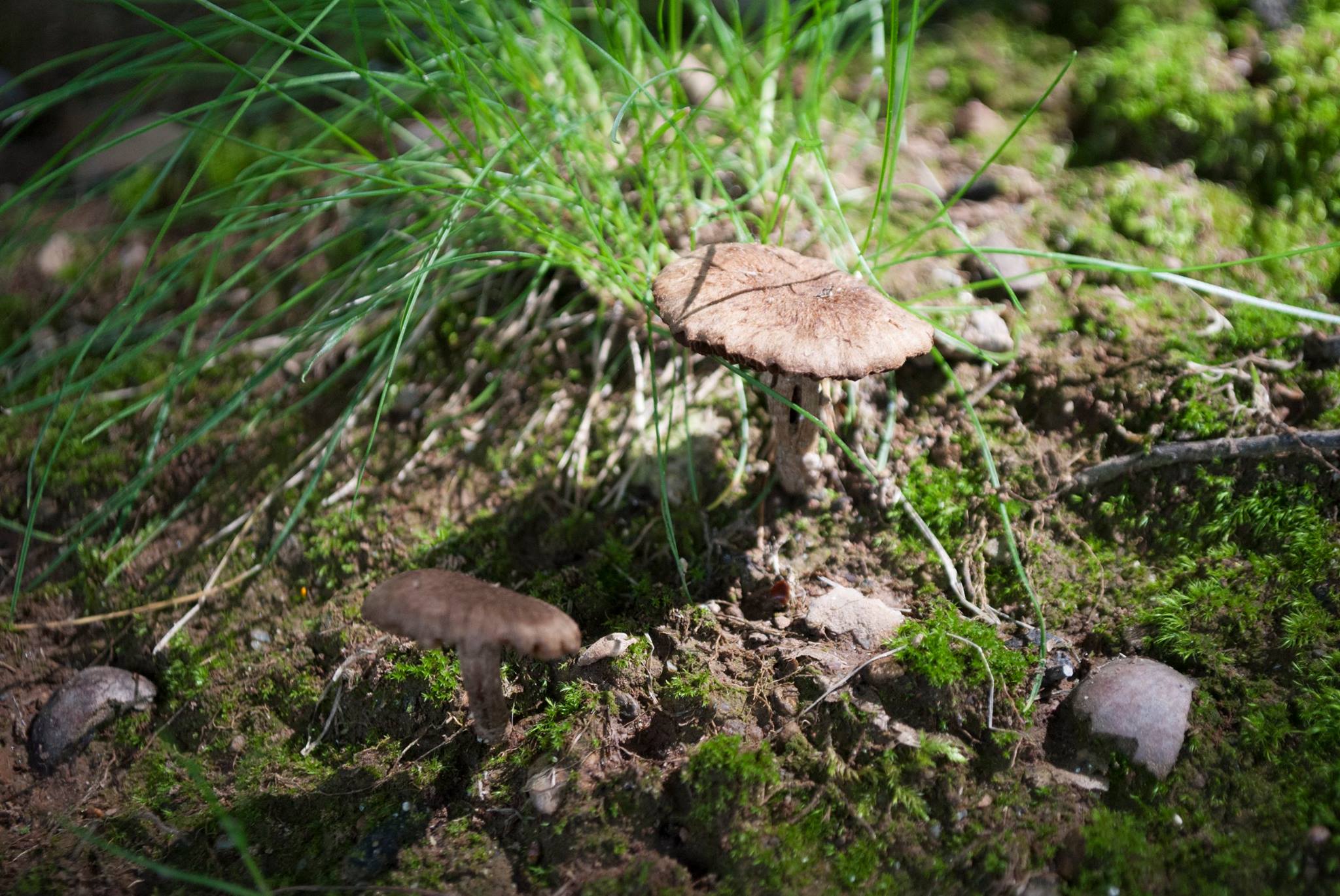 Funghi e natura