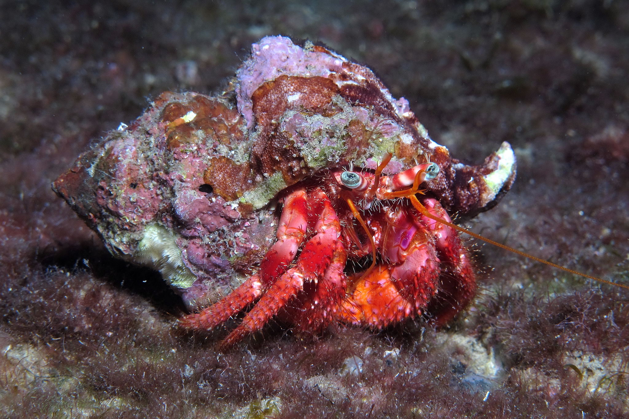 hermit crab