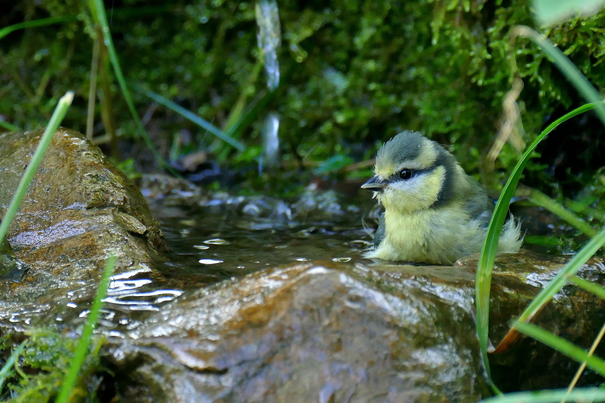 Cinciarella al fresco
