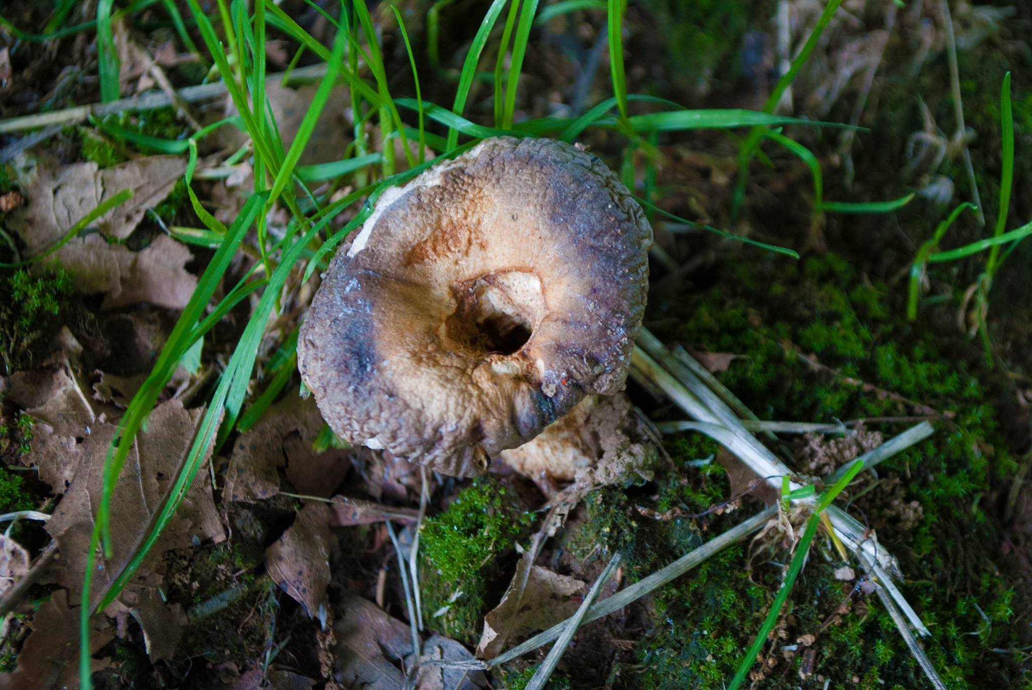 Un fungo in mezzo al verde