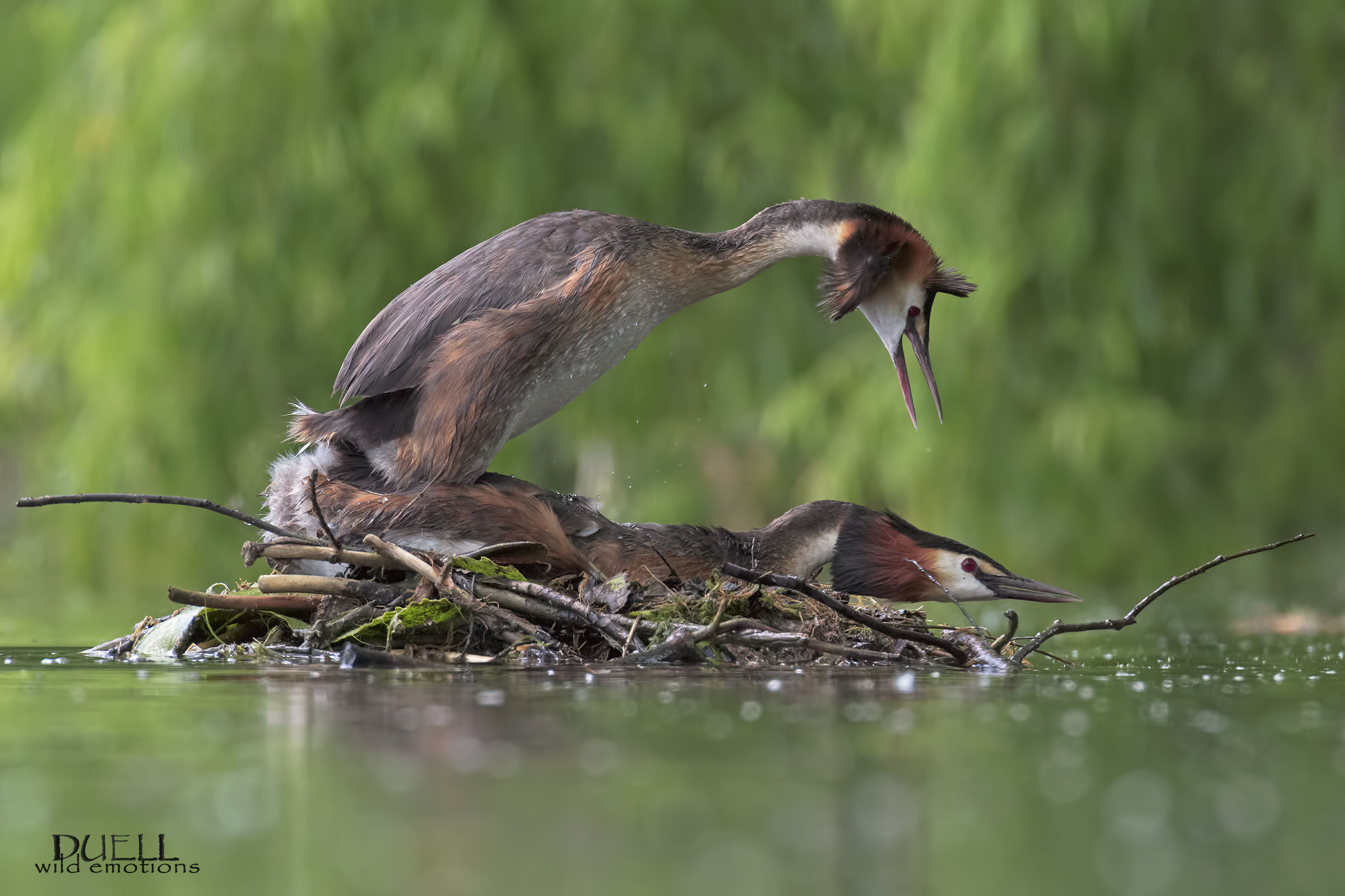 sacro e profondo, accoppiamento di svassi
