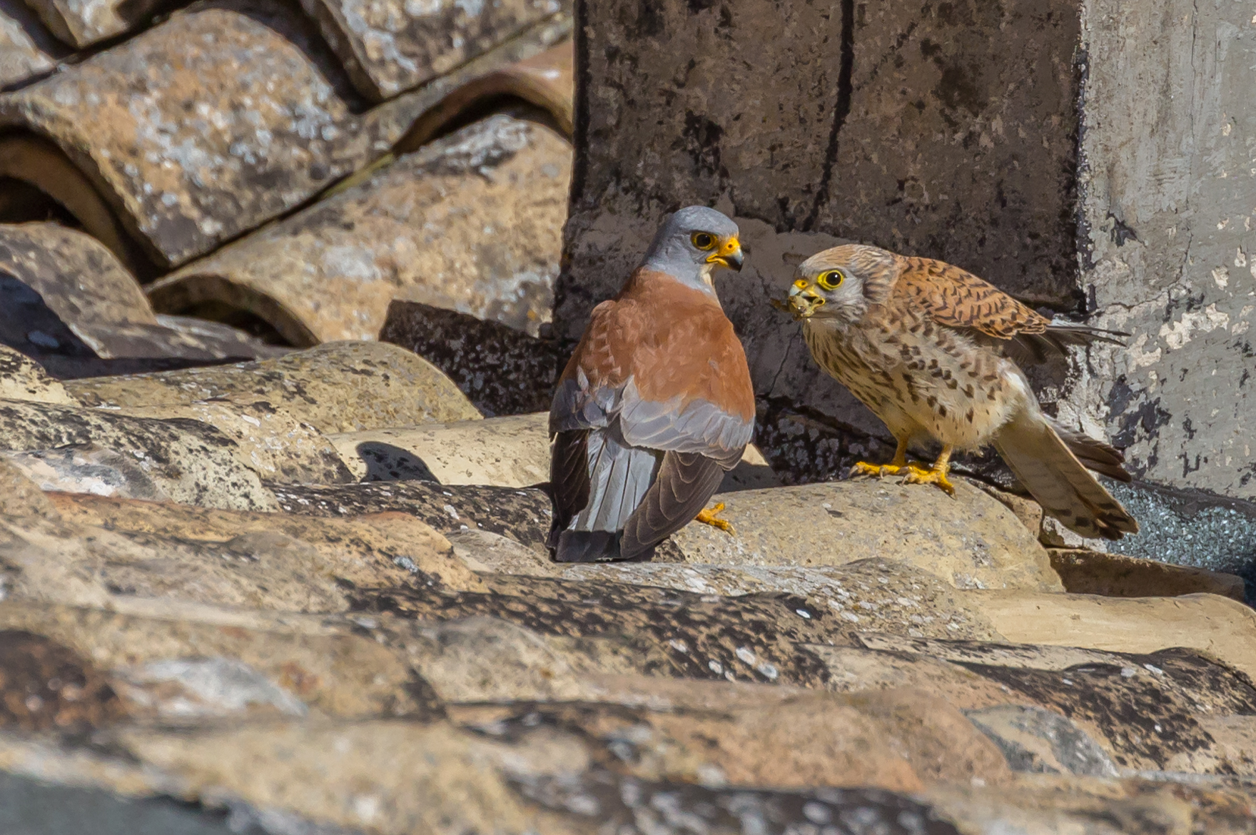Grillai-Il corteggiamento con l'offerta della preda