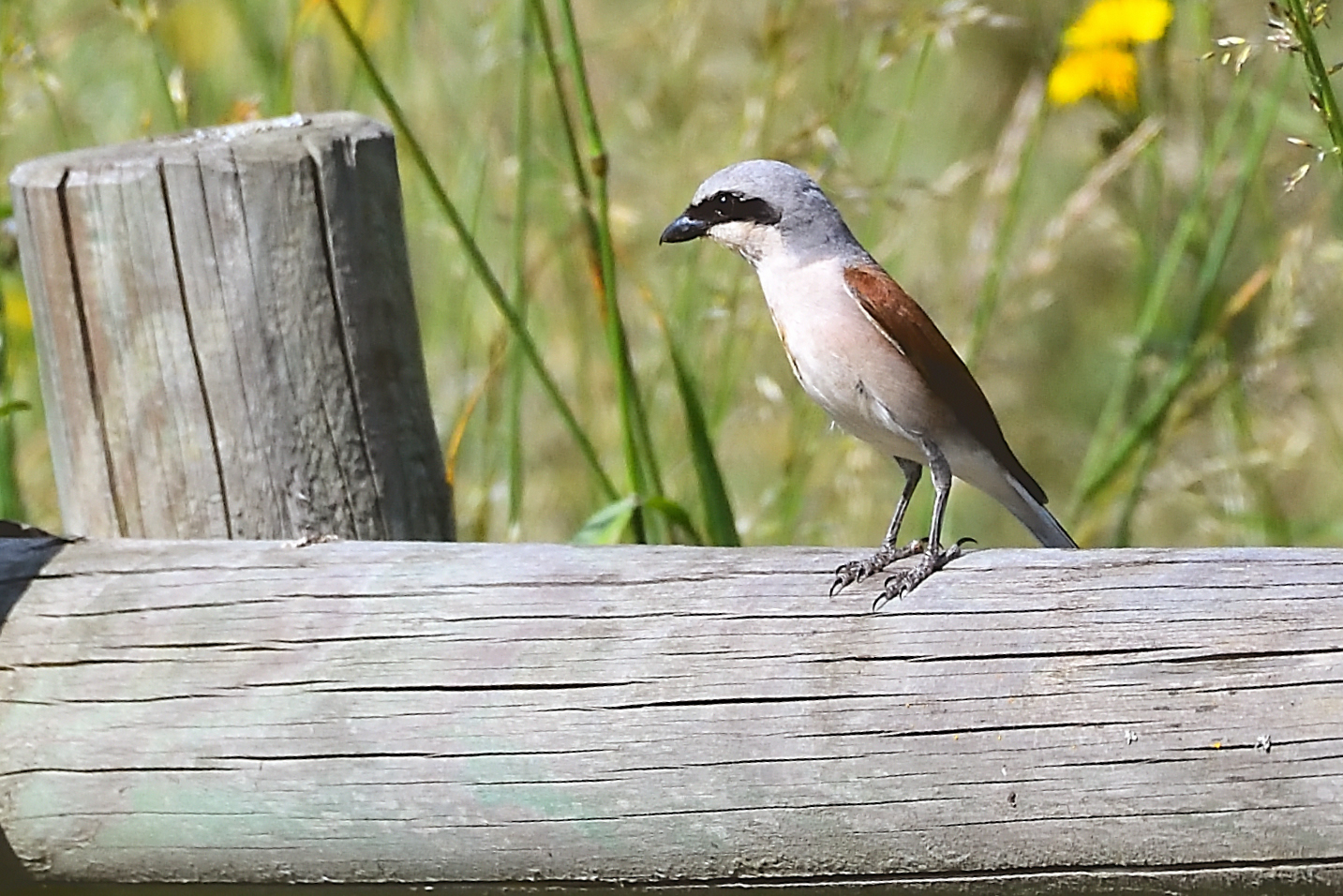 shrike