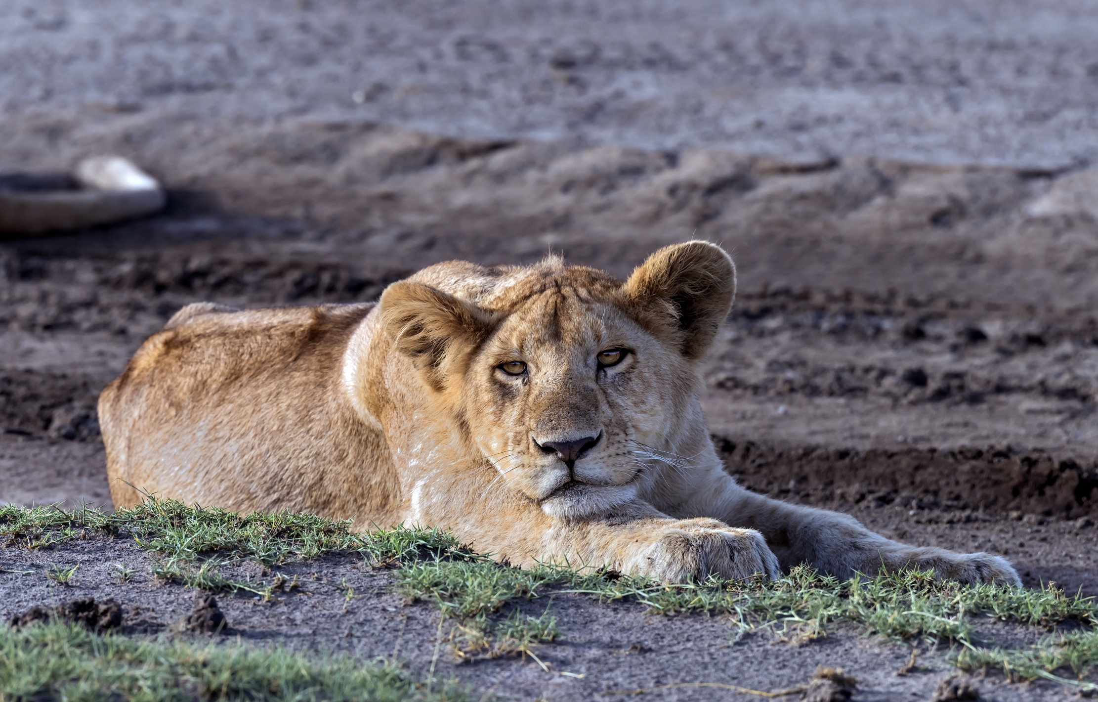 Tanzania 2016 - A Ndutu