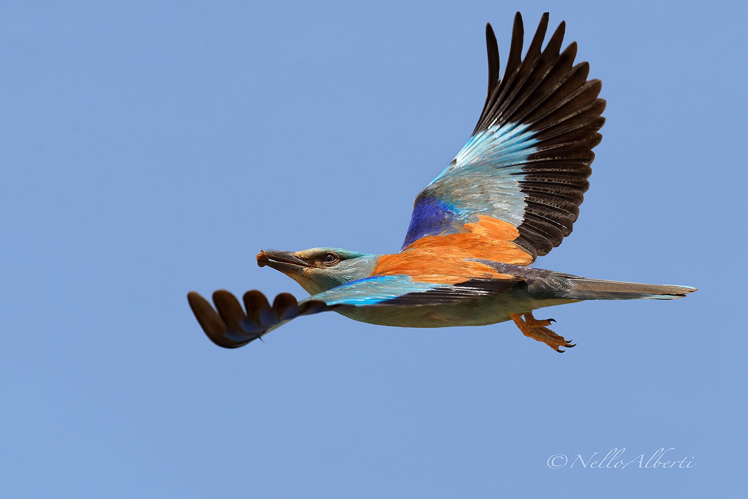 ghiandaia marina in volo con insetto