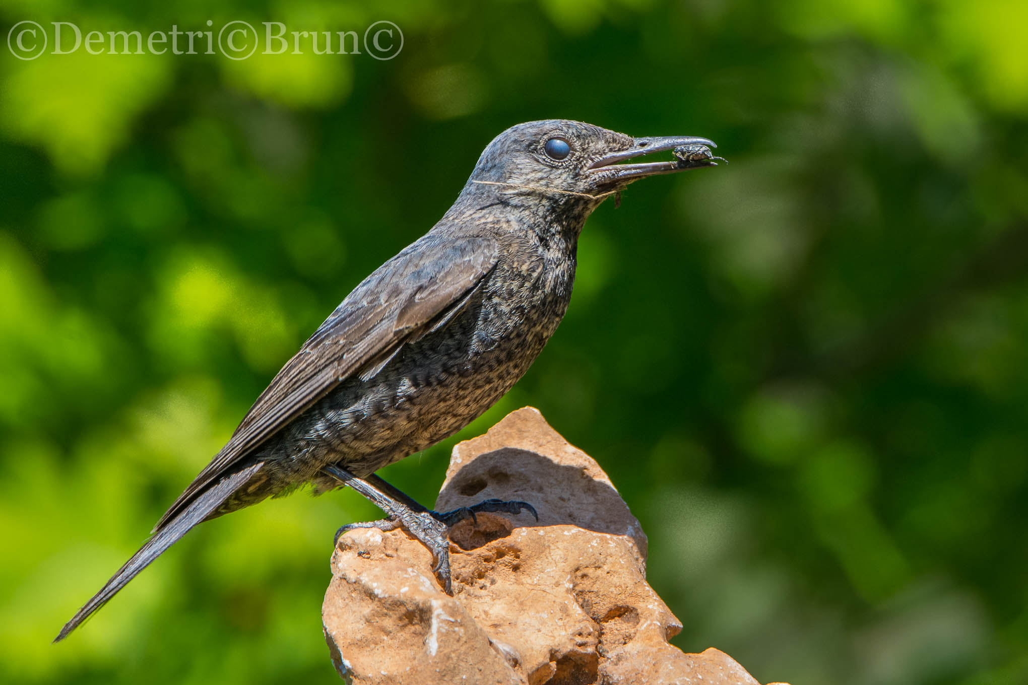 female sparrow lonely