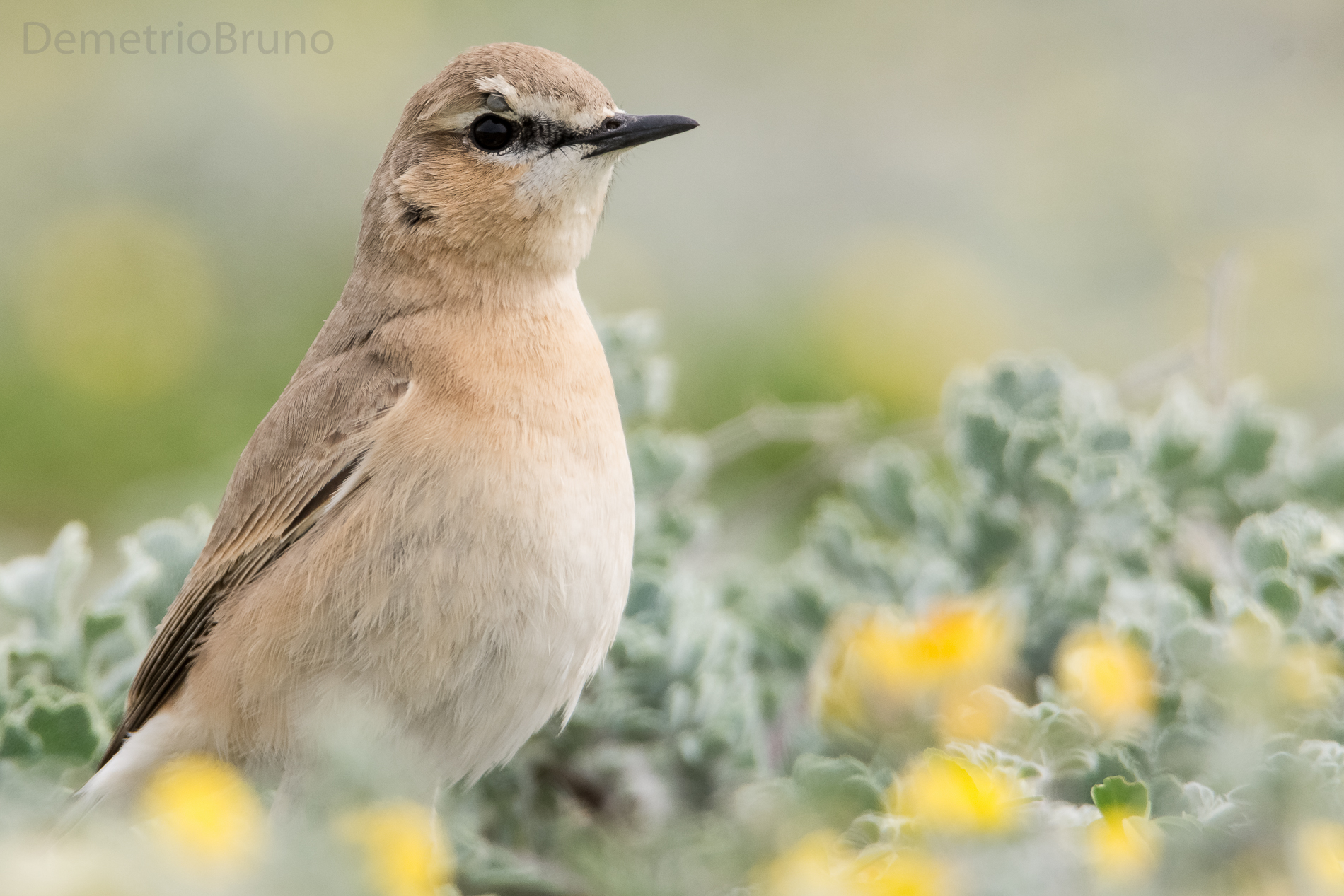 Isabelline wheatear