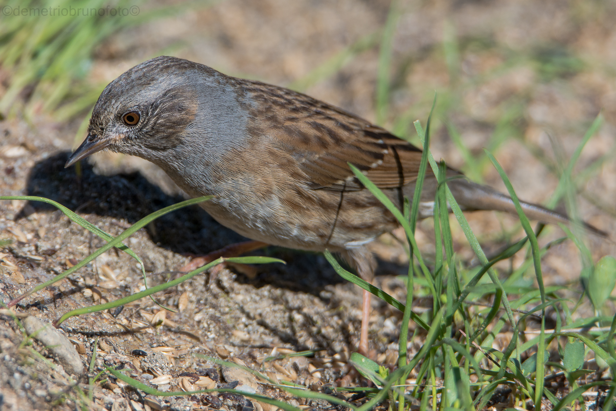 dunnock