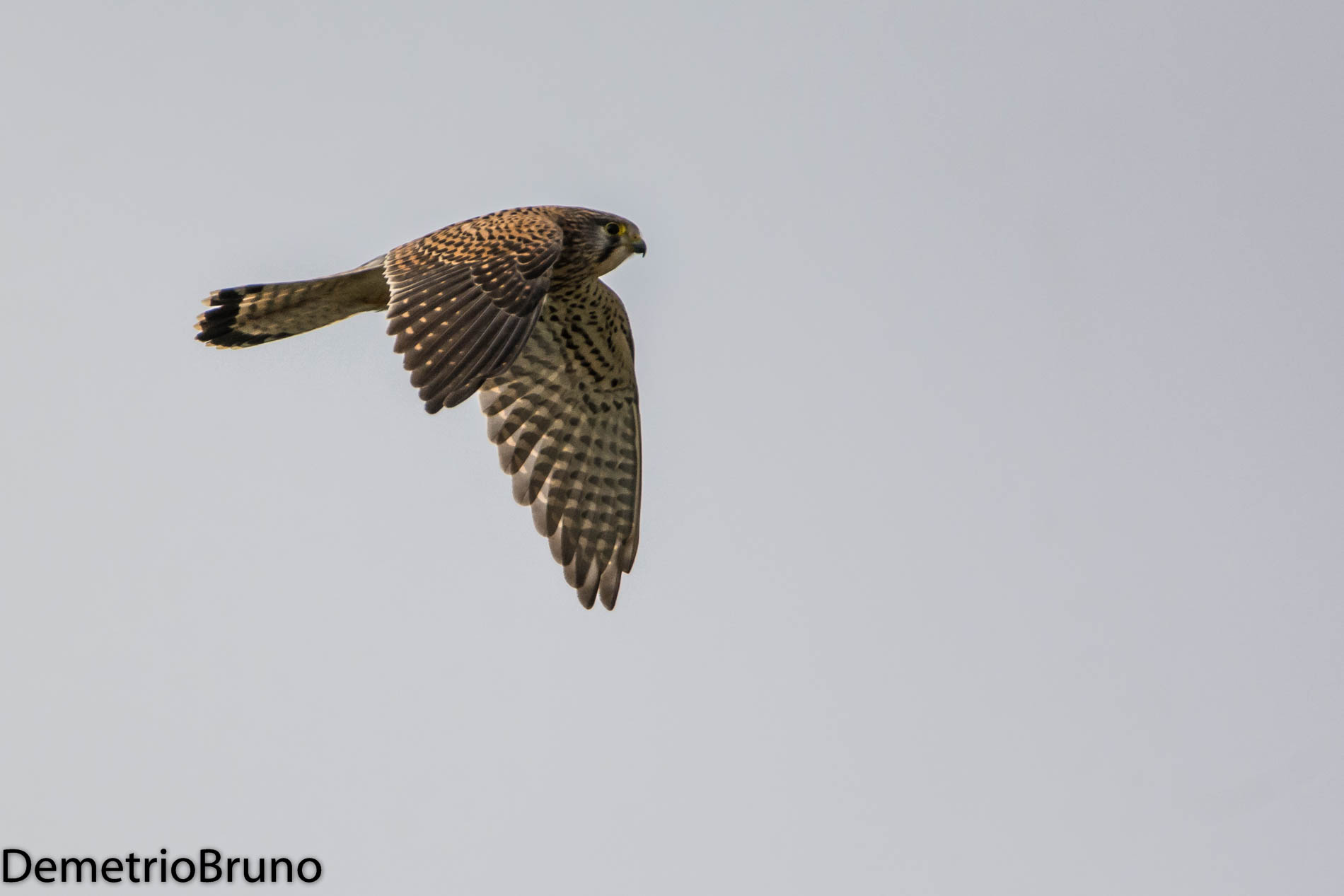 Kestrel