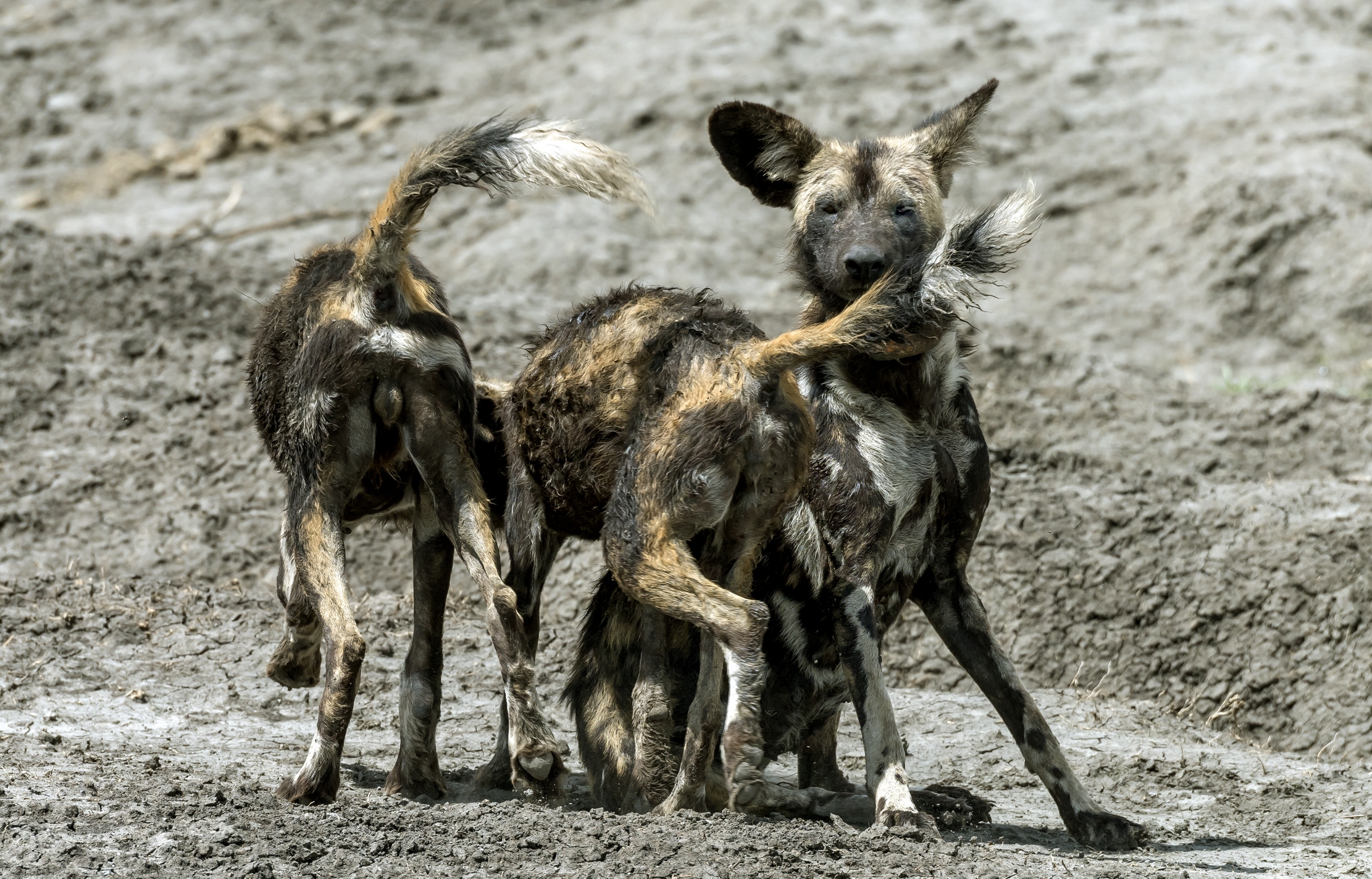 Tanzania 2016 - Licaoni