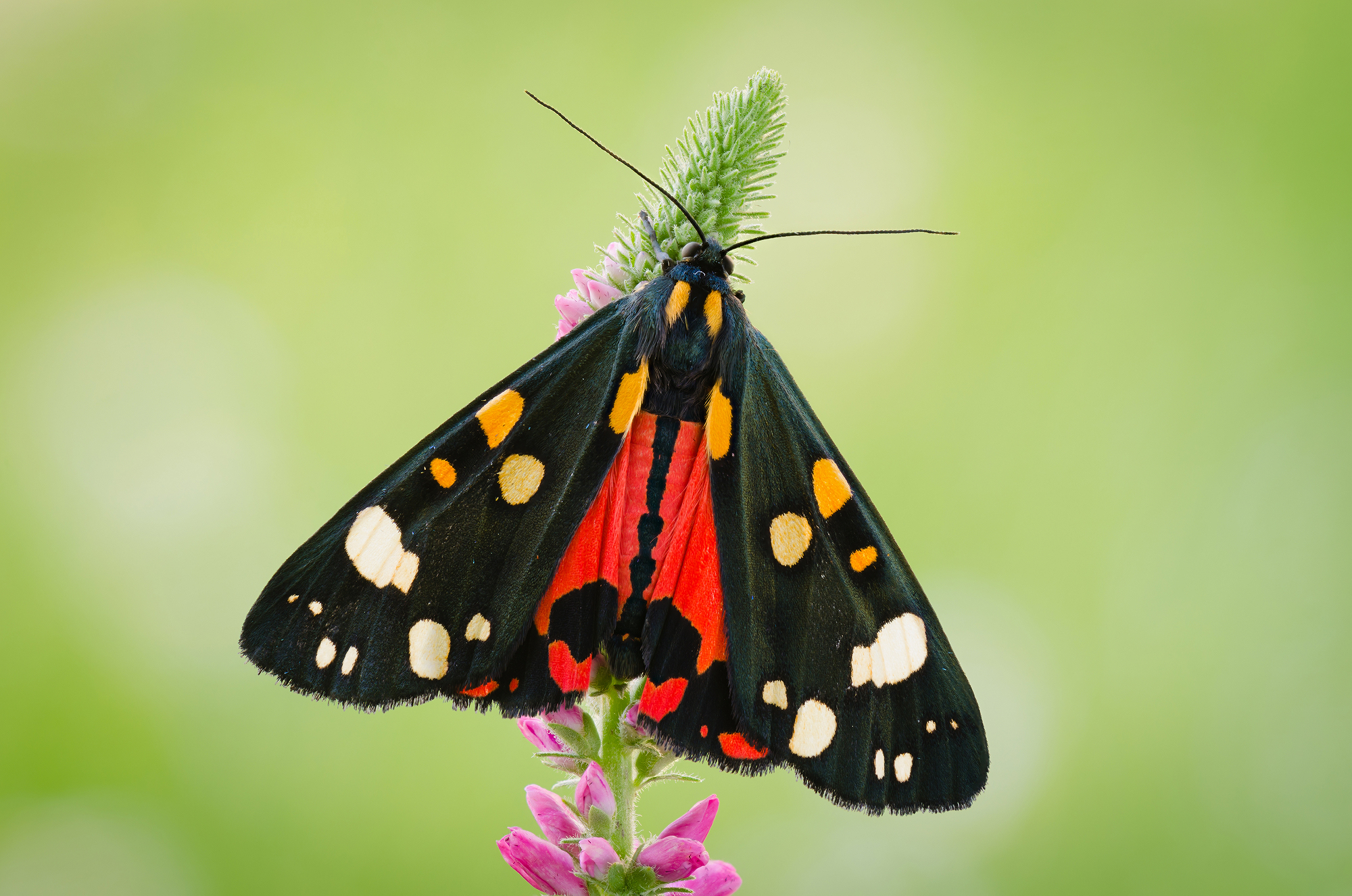 Callimorpha dominula