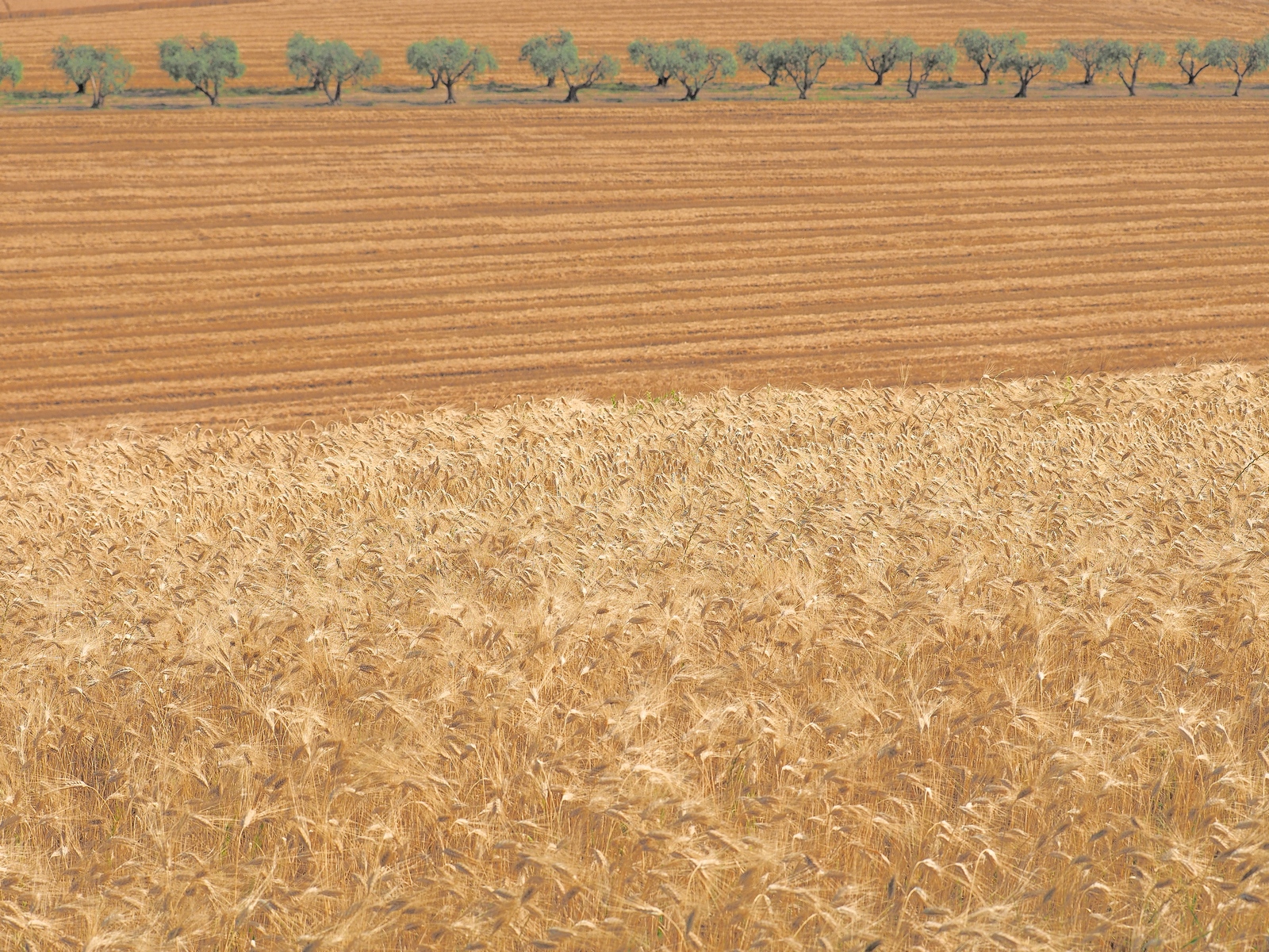 Grano e ulivi