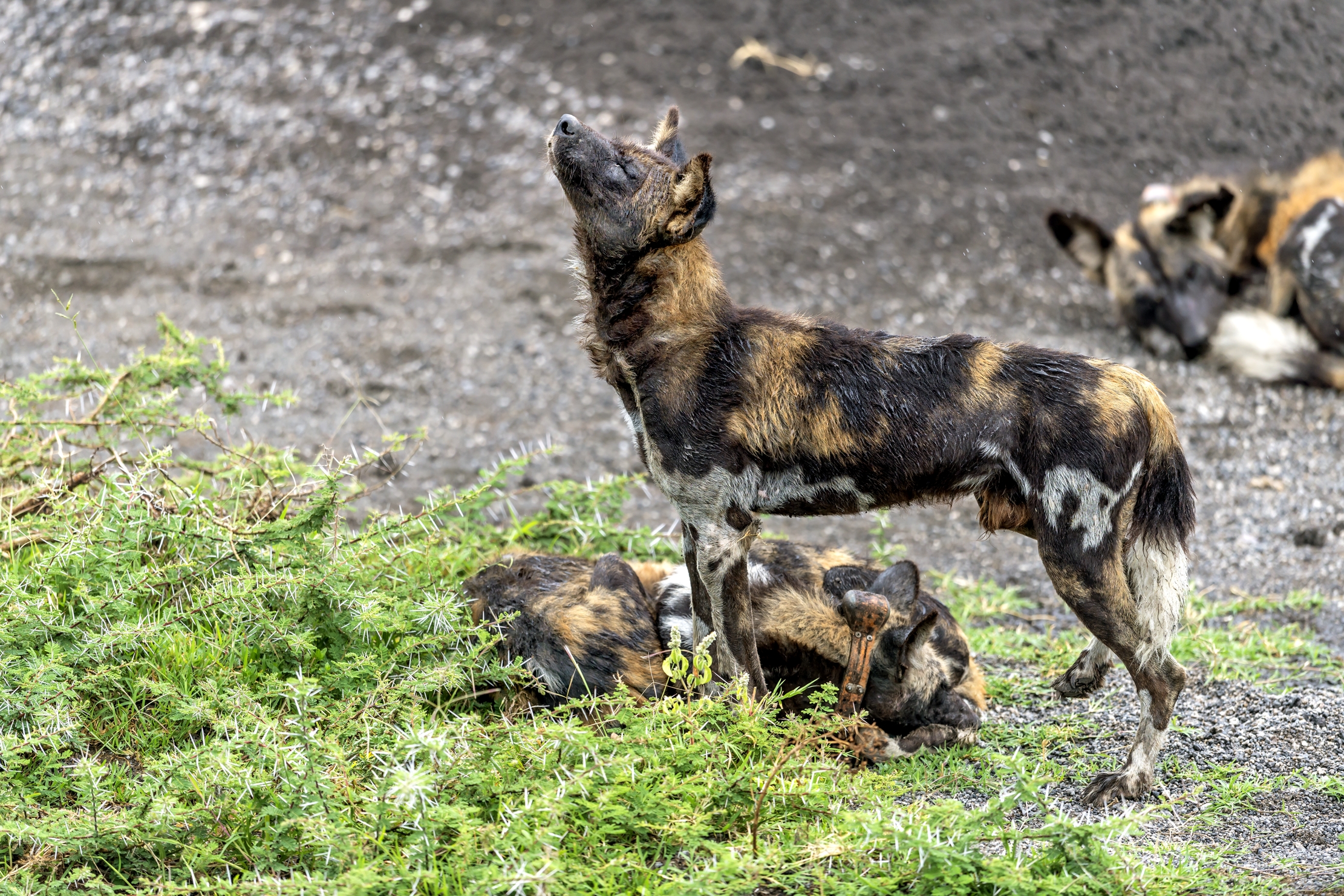 Tanzania 2016 - Licaoni