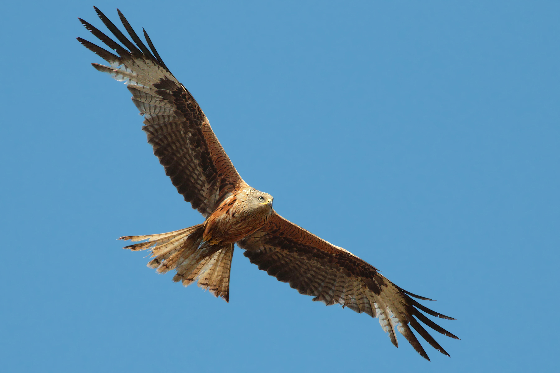 Nibbio reale per Lambros e L'oggetto indistruttibile
