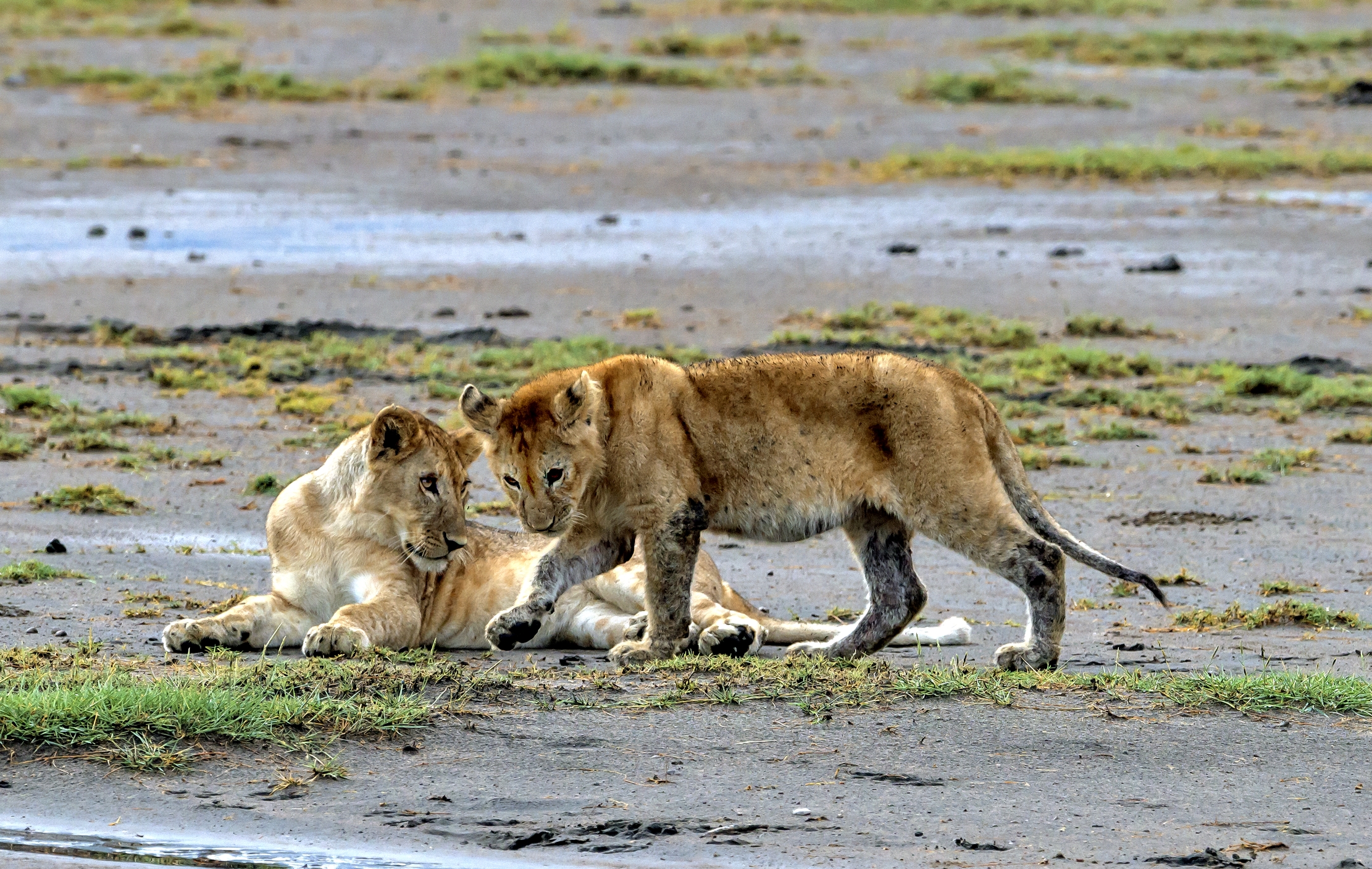 Tanzania 2016 - A Ndutu