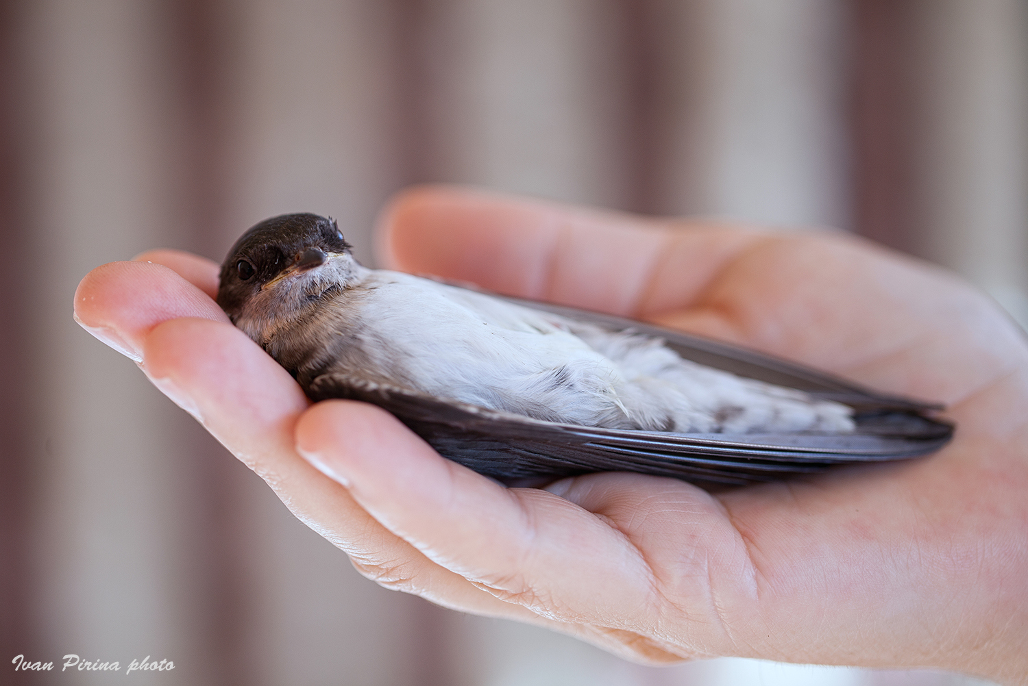 Thanatosis ... to be finalized