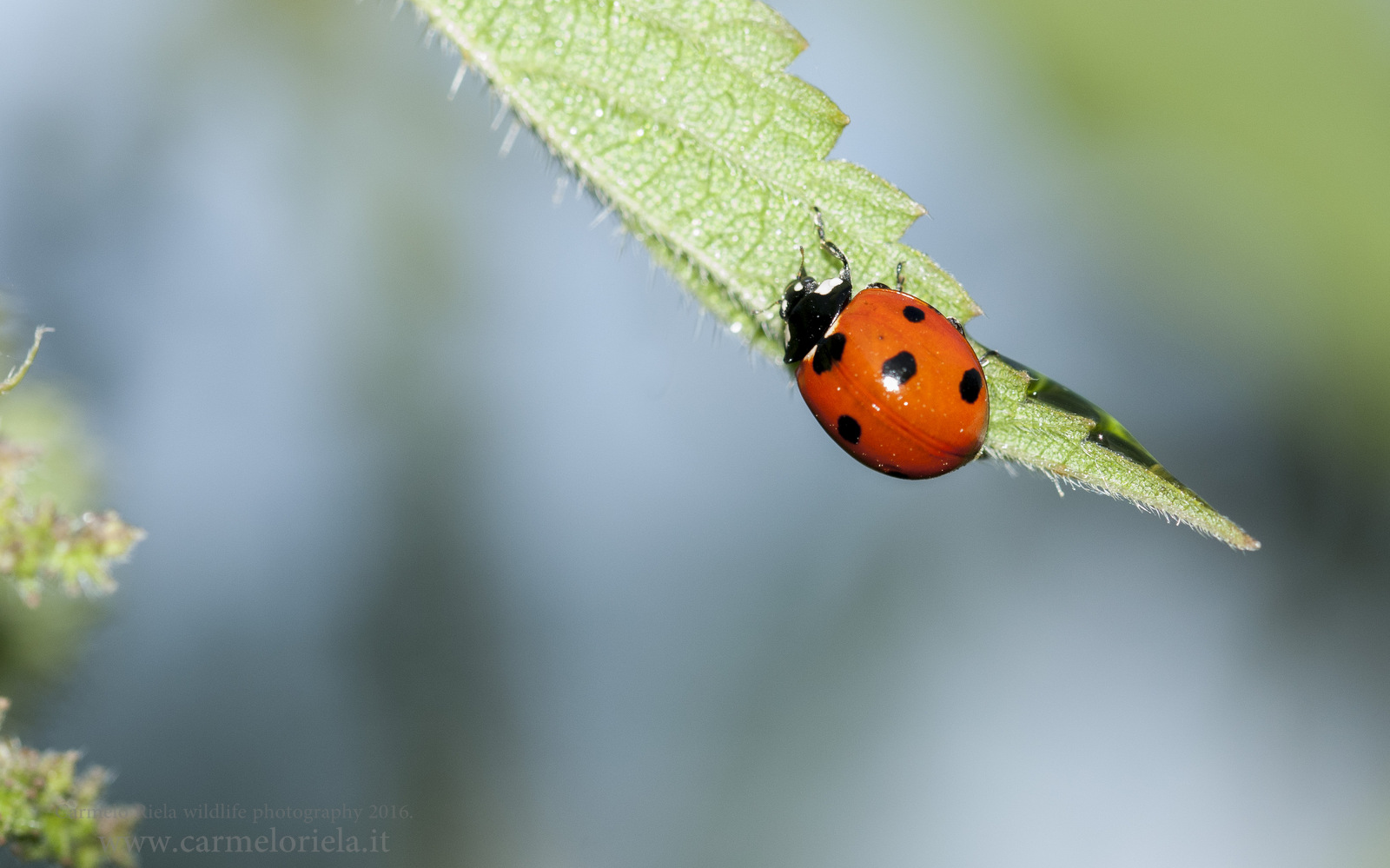 settepunti ladybug.
