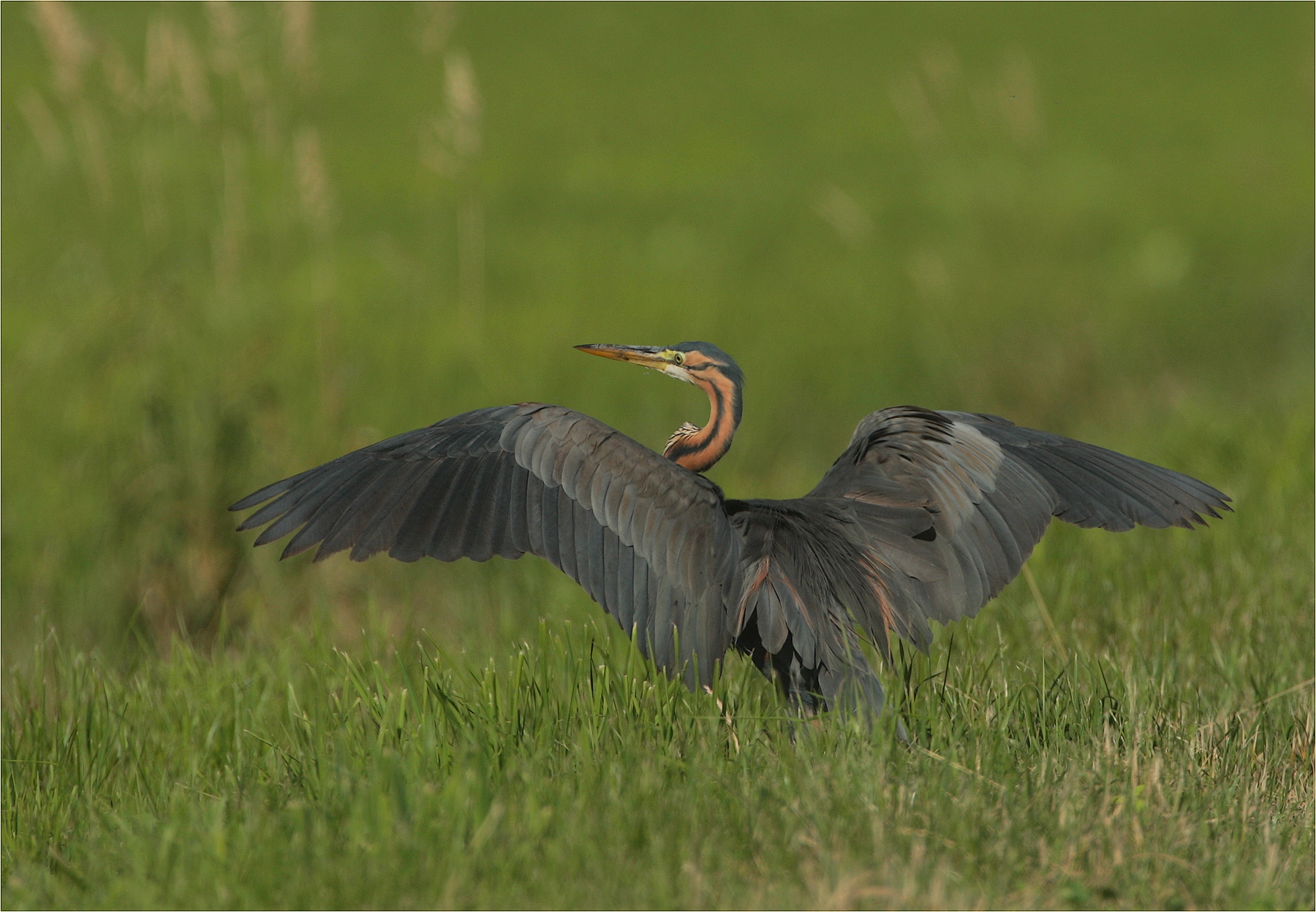 ,, Purple heron,