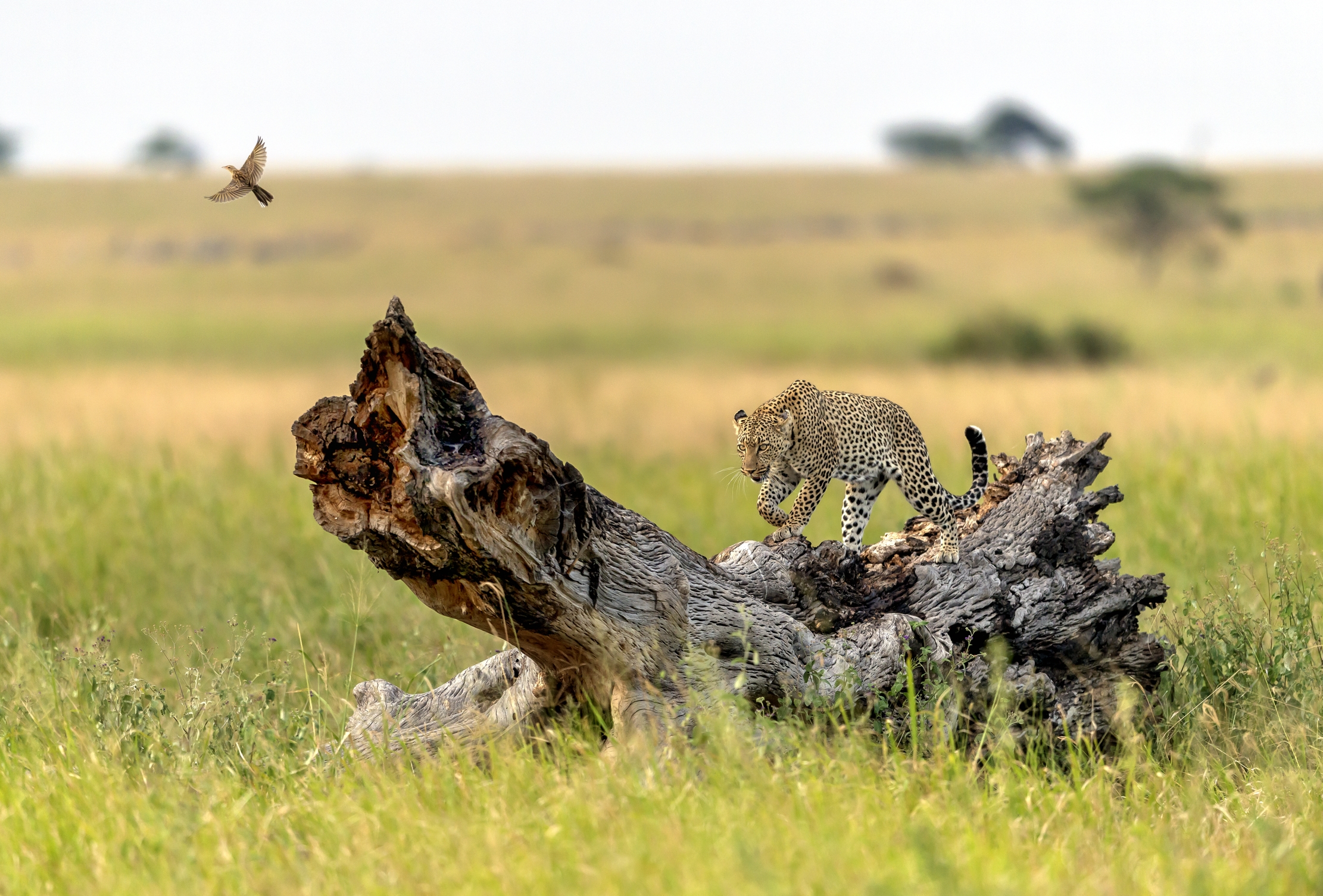 Tanzania 2016 - Il leopardo e l'uccellino