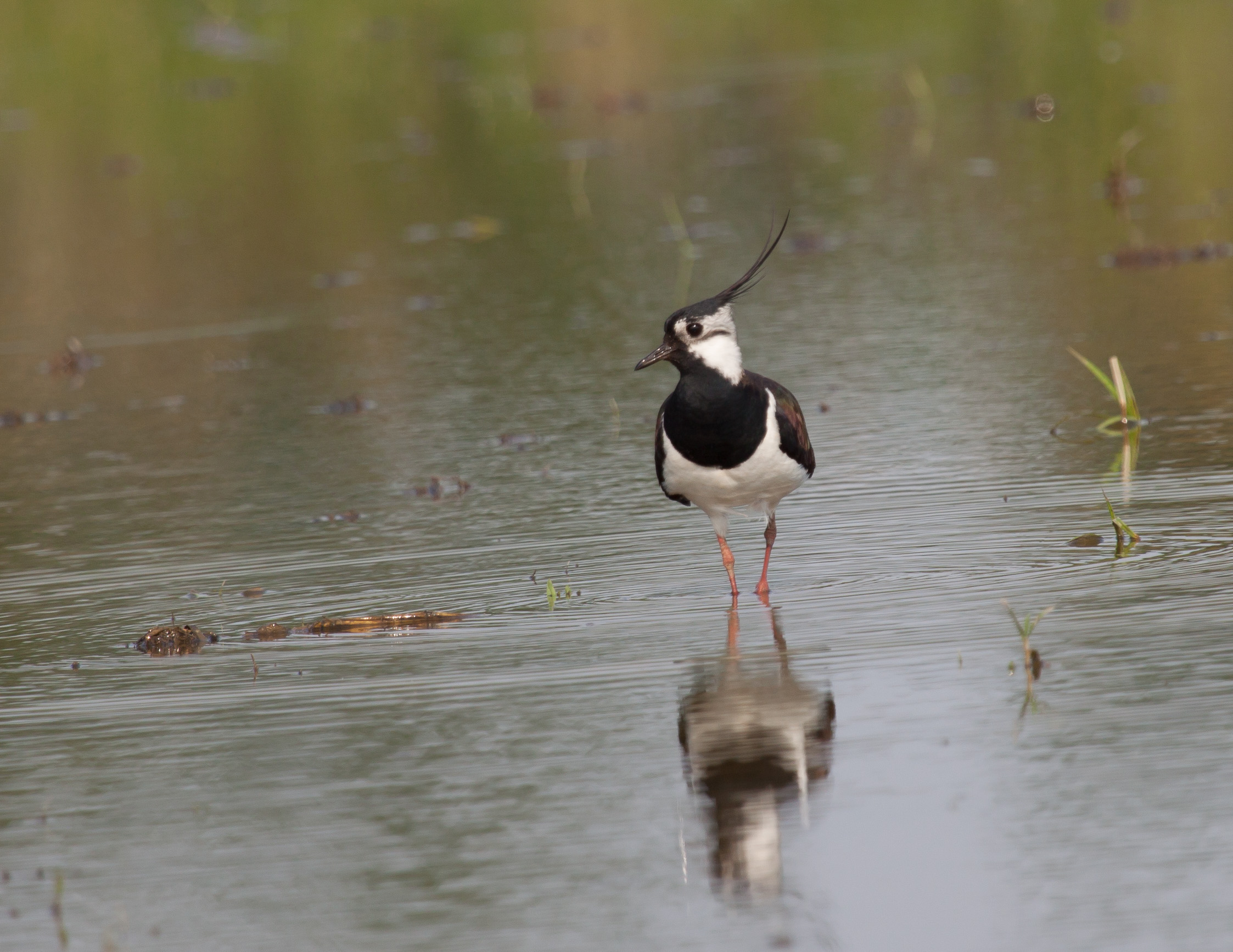 Lapwing in paddy field