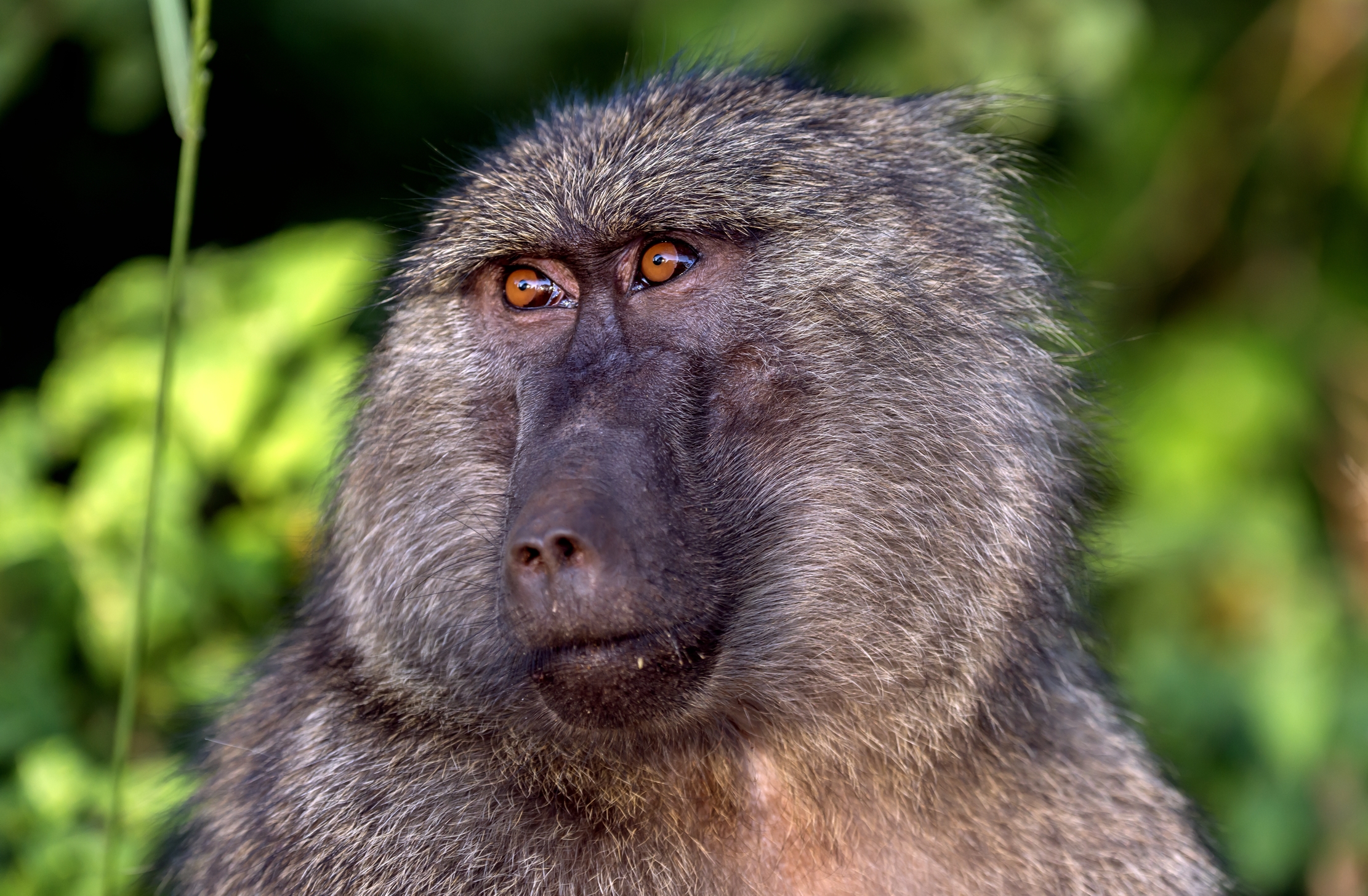 Tanzania 2016 - Baboon