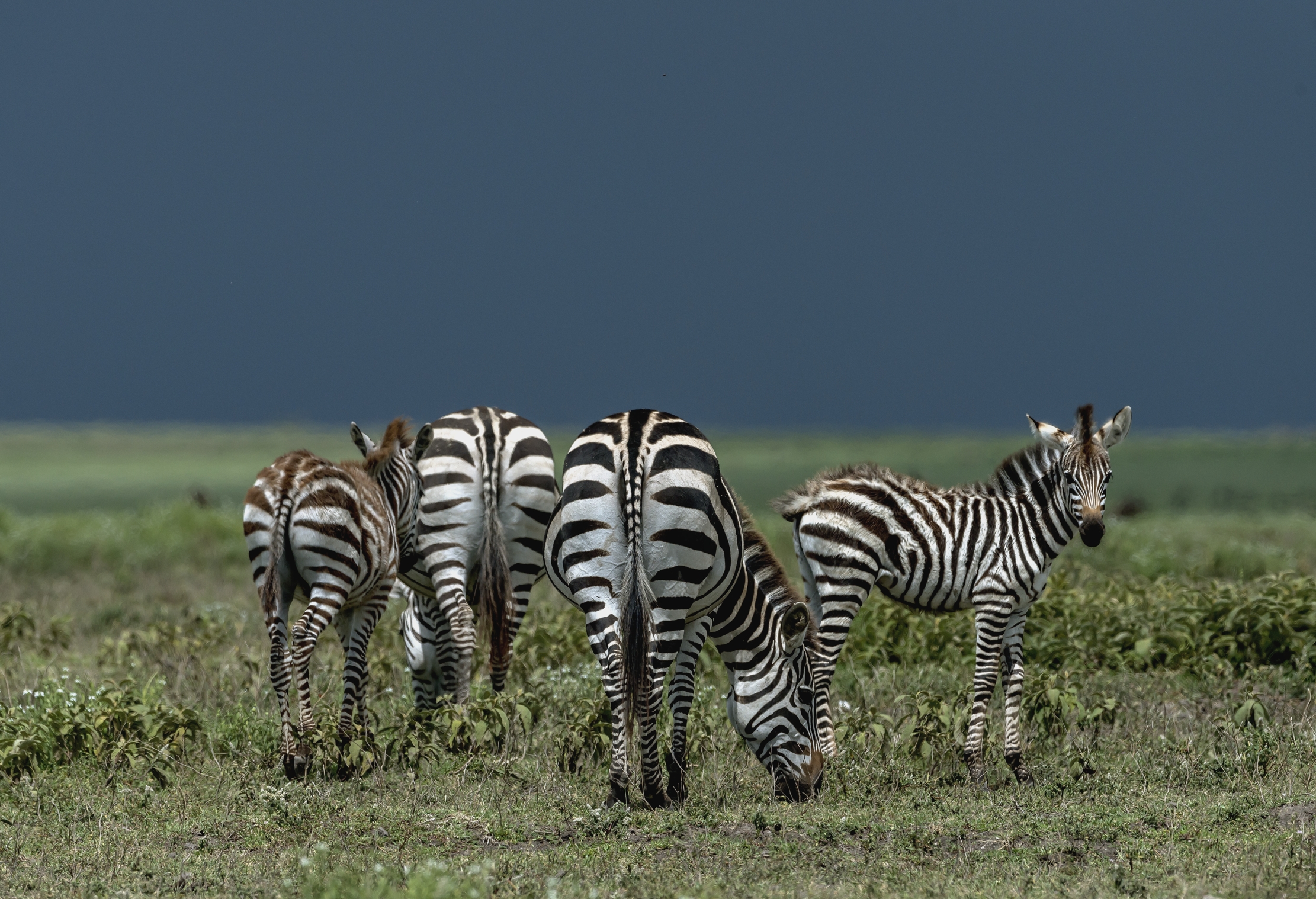 Tanzania 2016 - Zebras