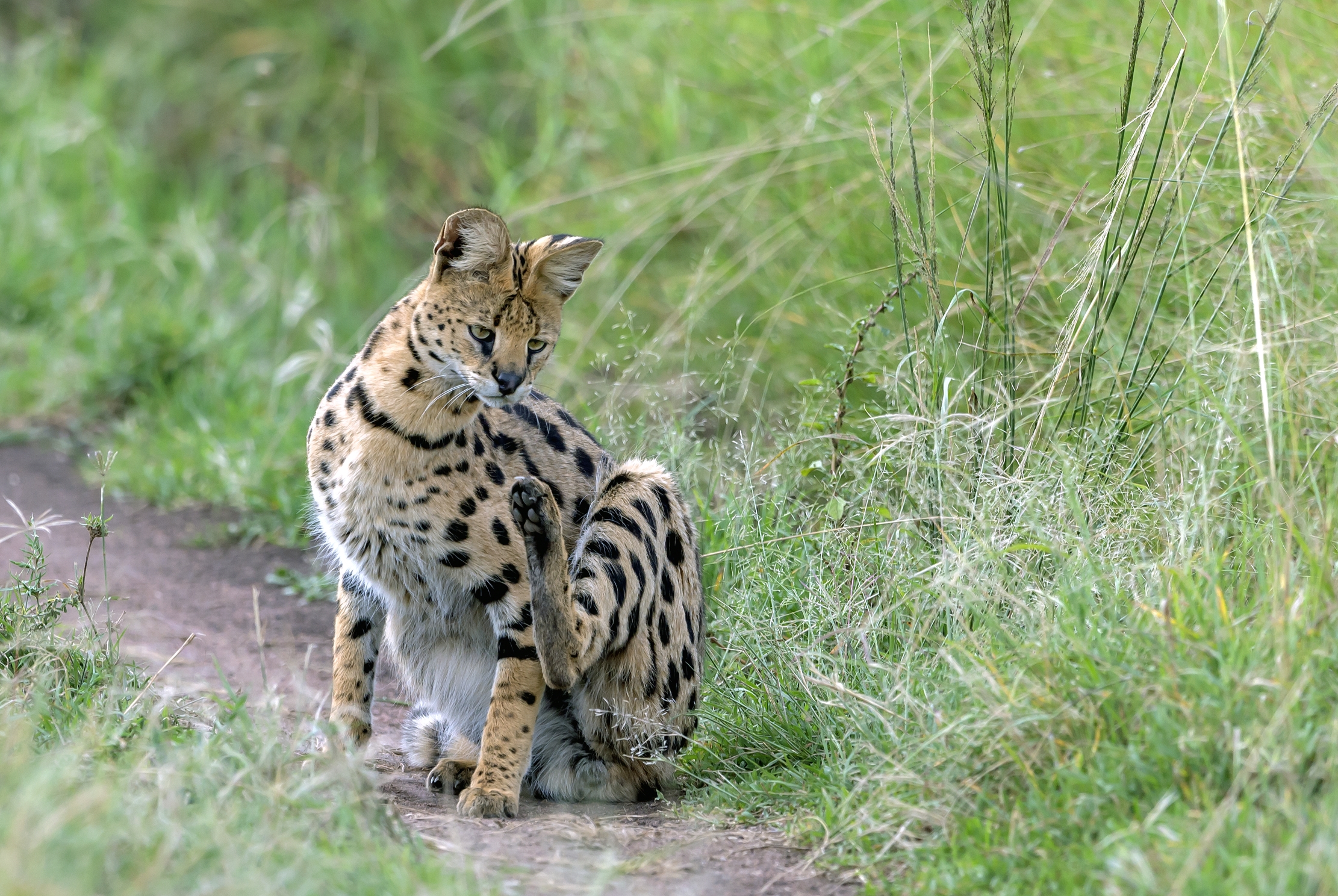 Tanzania 2016 - La grattatina del Serval
