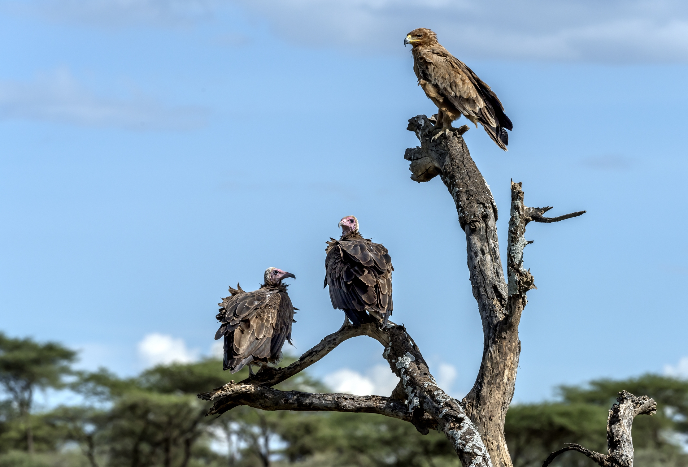 Tanzania 2016 - Terzetto