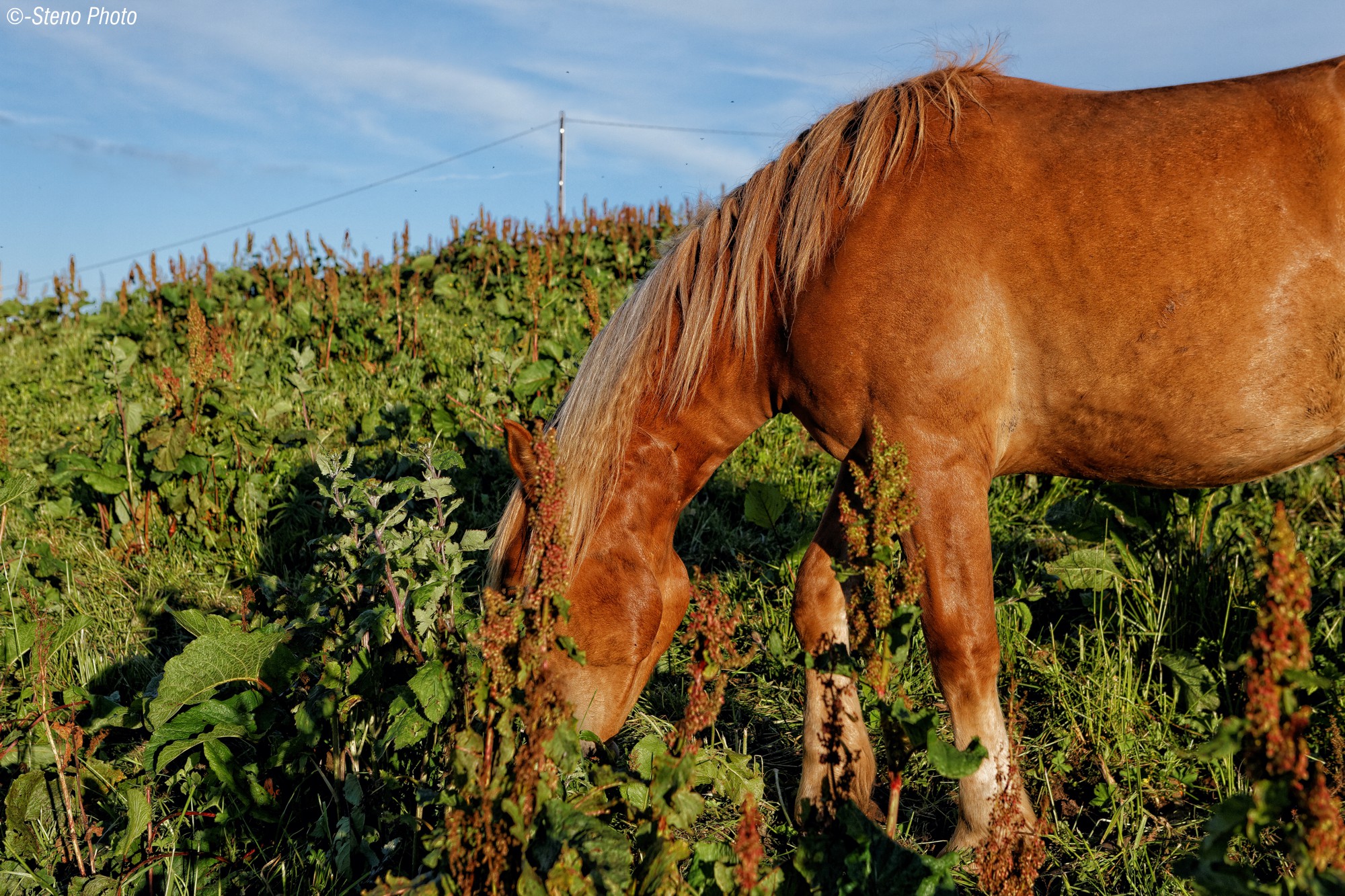 Grazing among the rhubarb