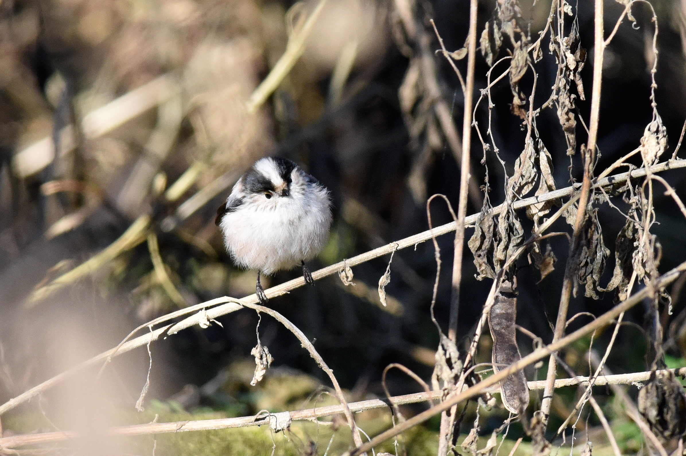Codibugnolo a Batuffolo
