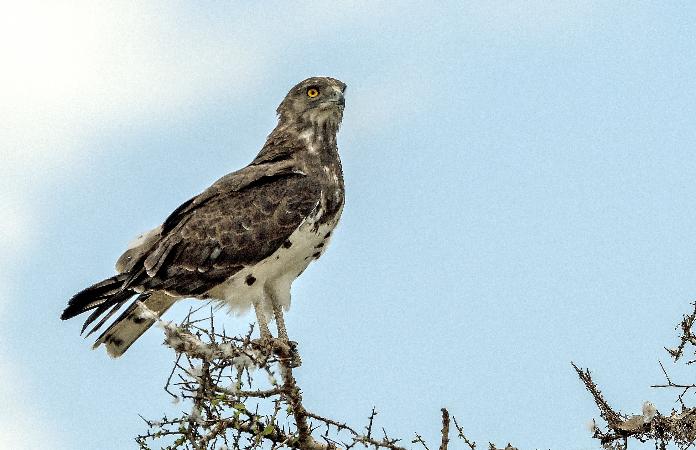 Tanzania 2016 - Biancone pettonero ( Circaetus pectoral
