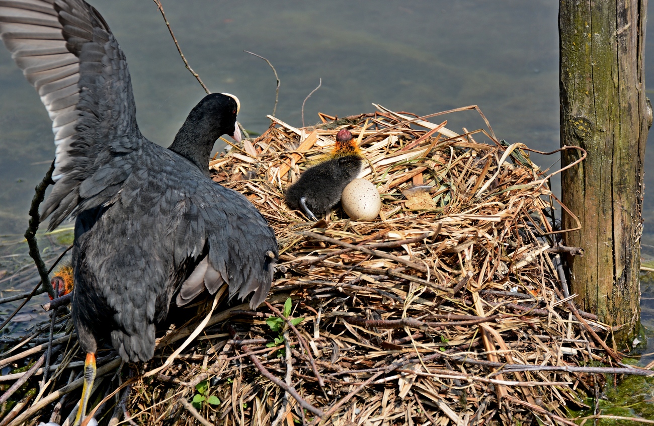 Welcome little one ...