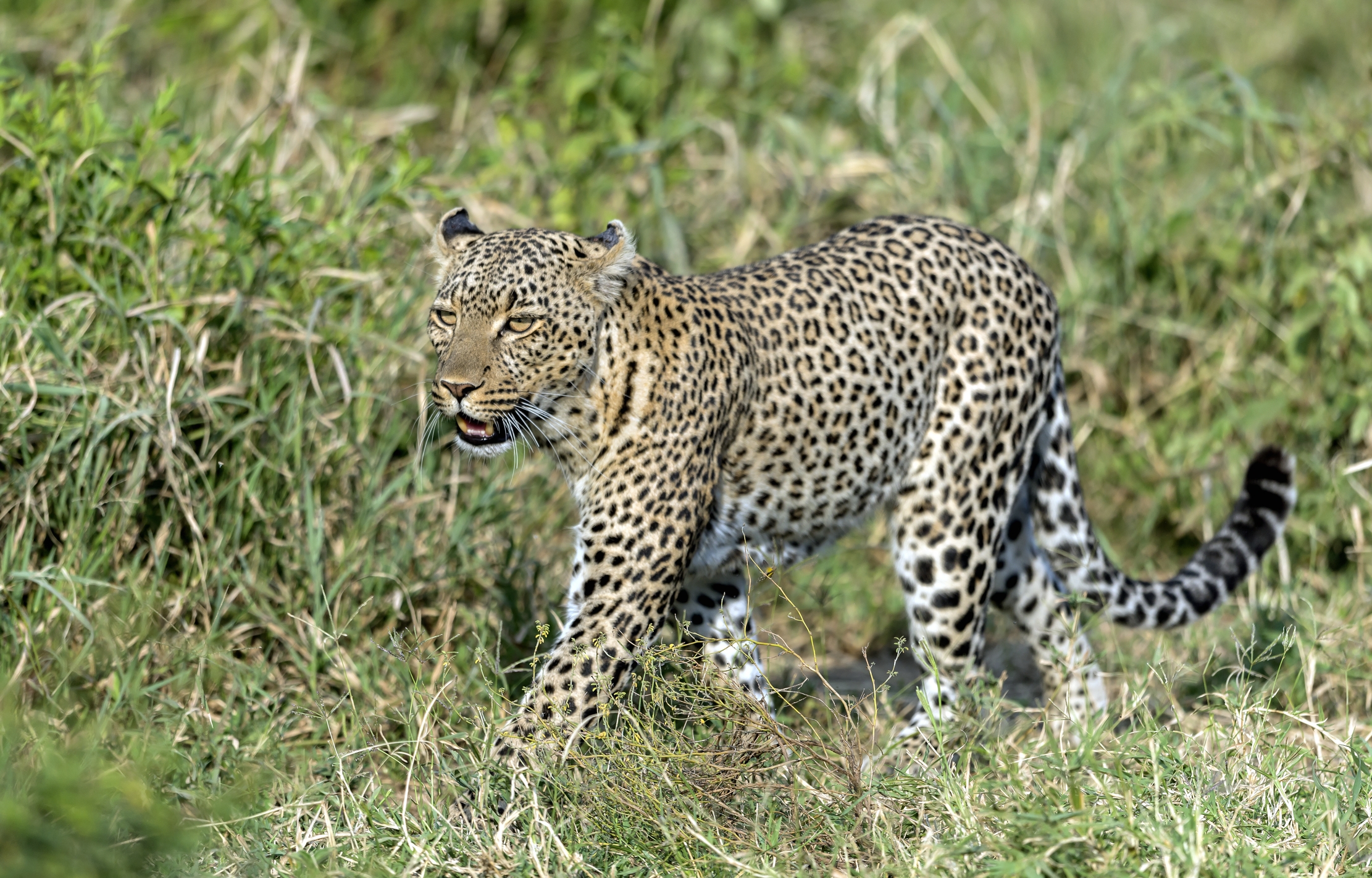 Tanzania 2016 - Leopard