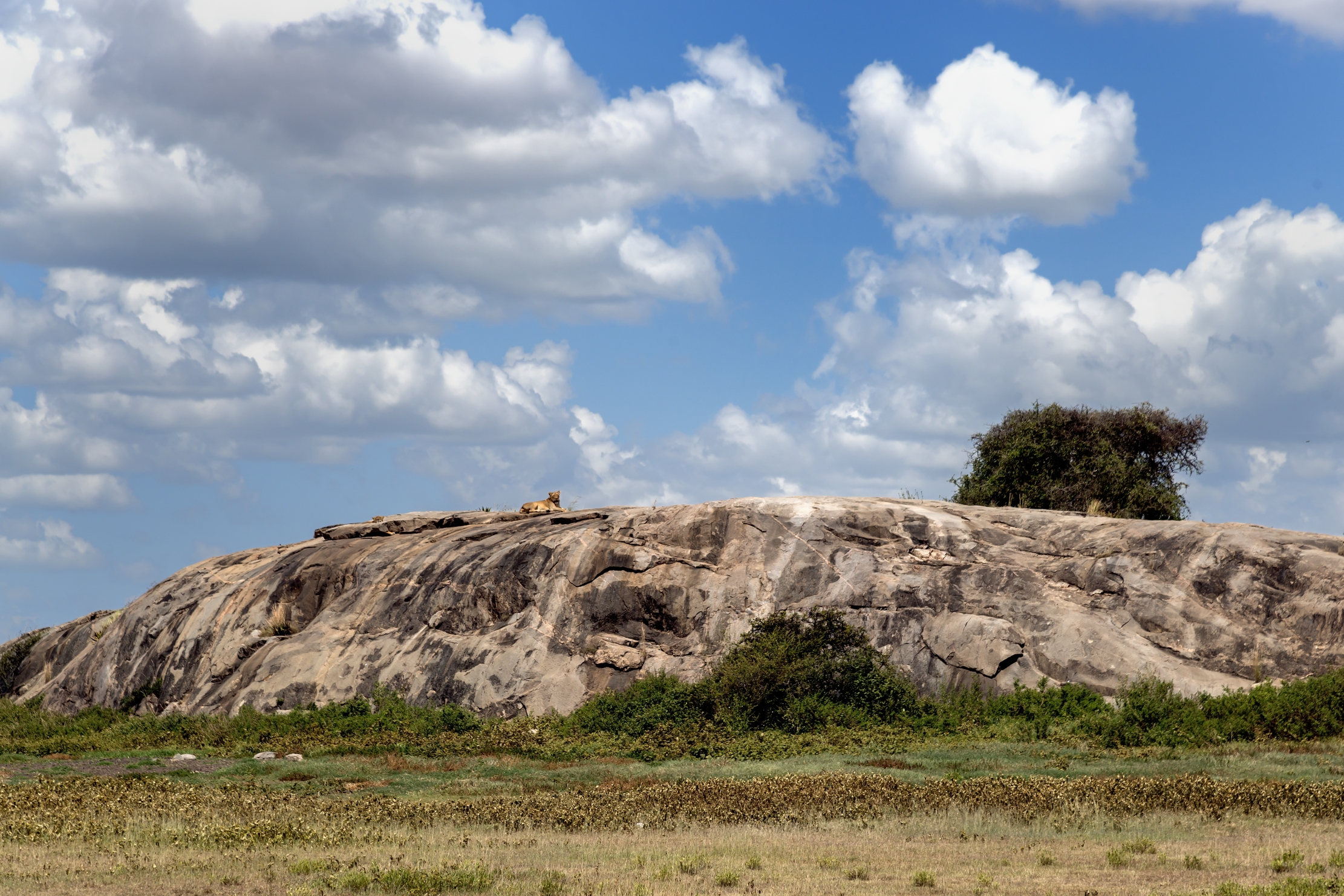 Tanzania 2016 - Kopjes