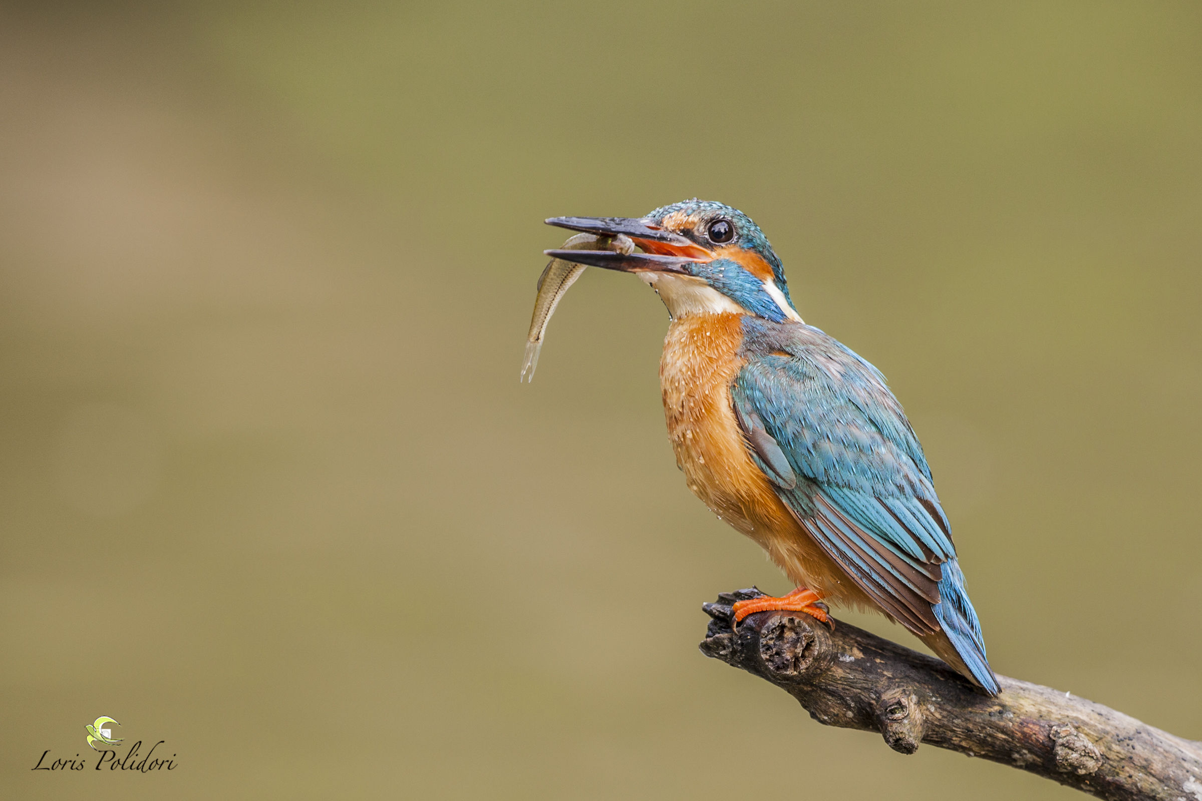 kingfisher