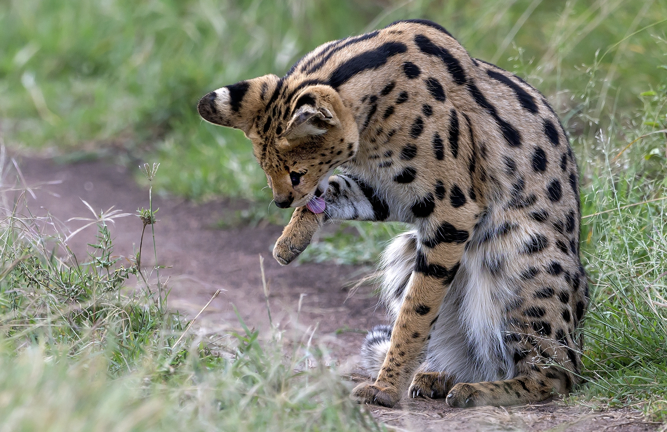 Tanzania 2016 - La leccatina del Serval