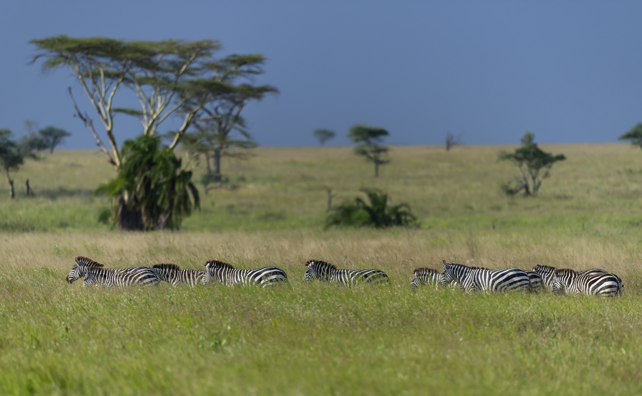Tanzania 2016 - Zebras
