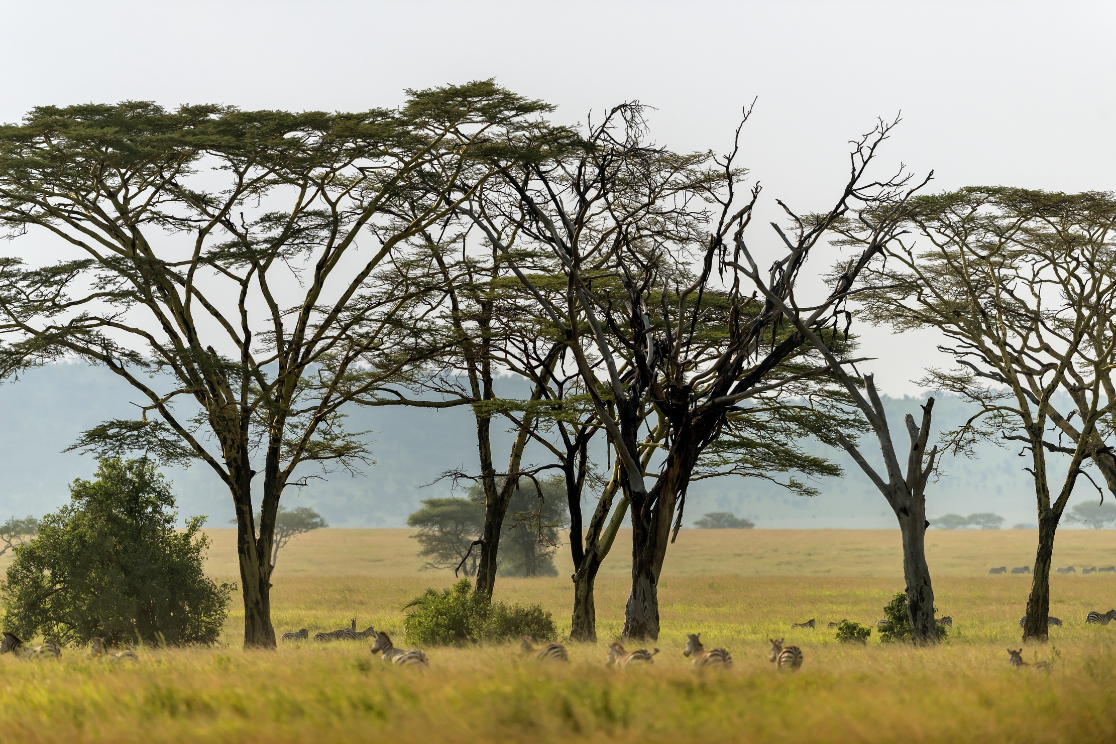Tanzania 2016 - Serengeti