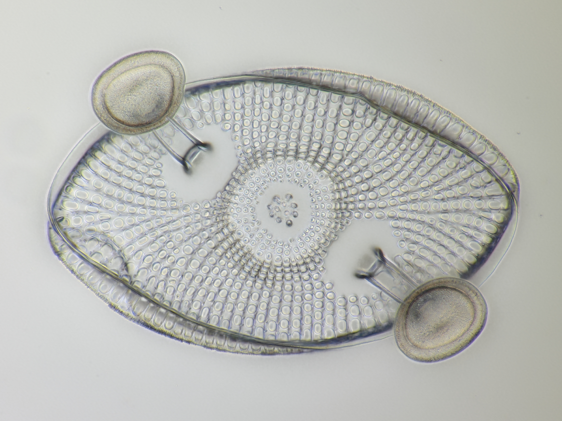 Diatom fossil Kittonia elaborate