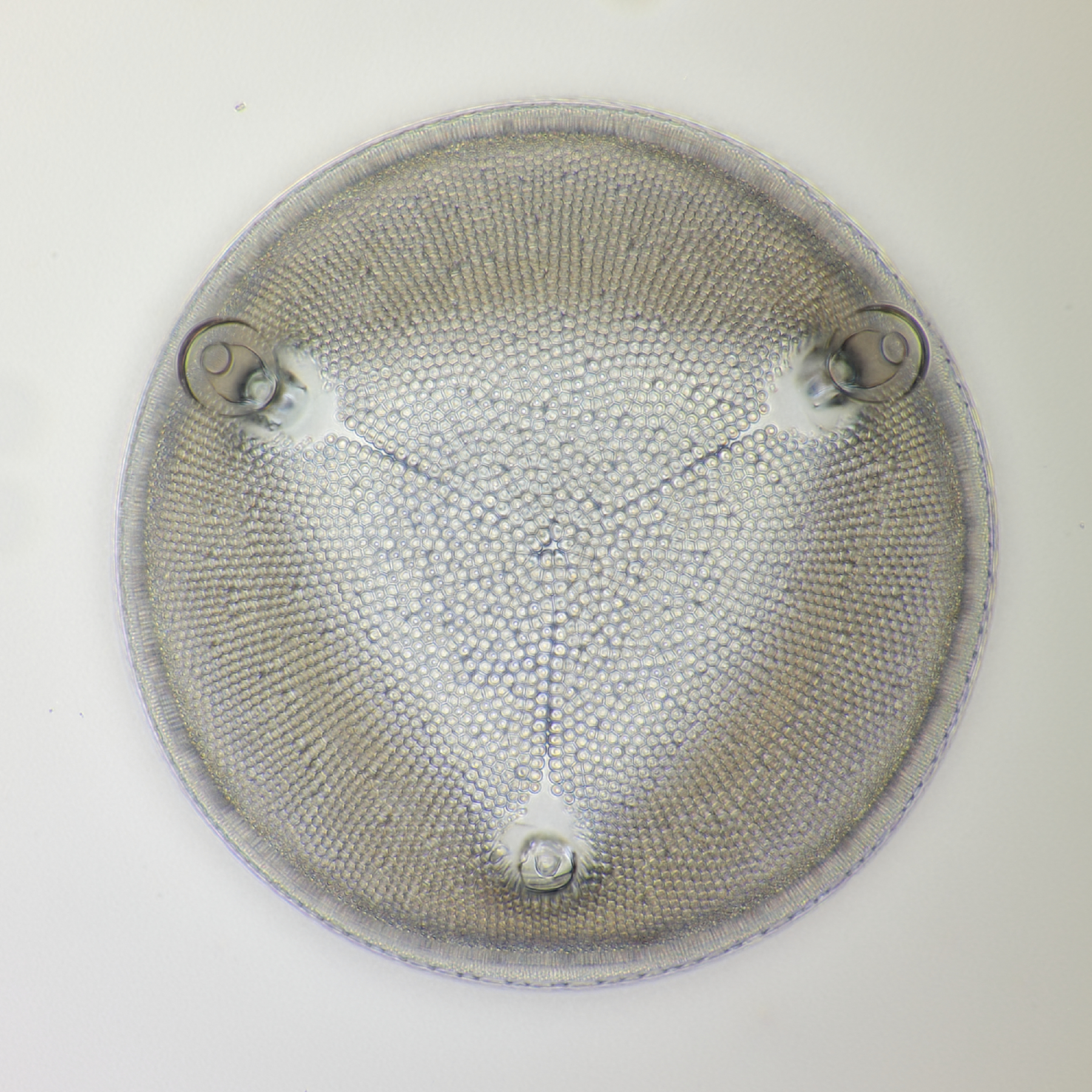 Diatom fossil Oamaru 3