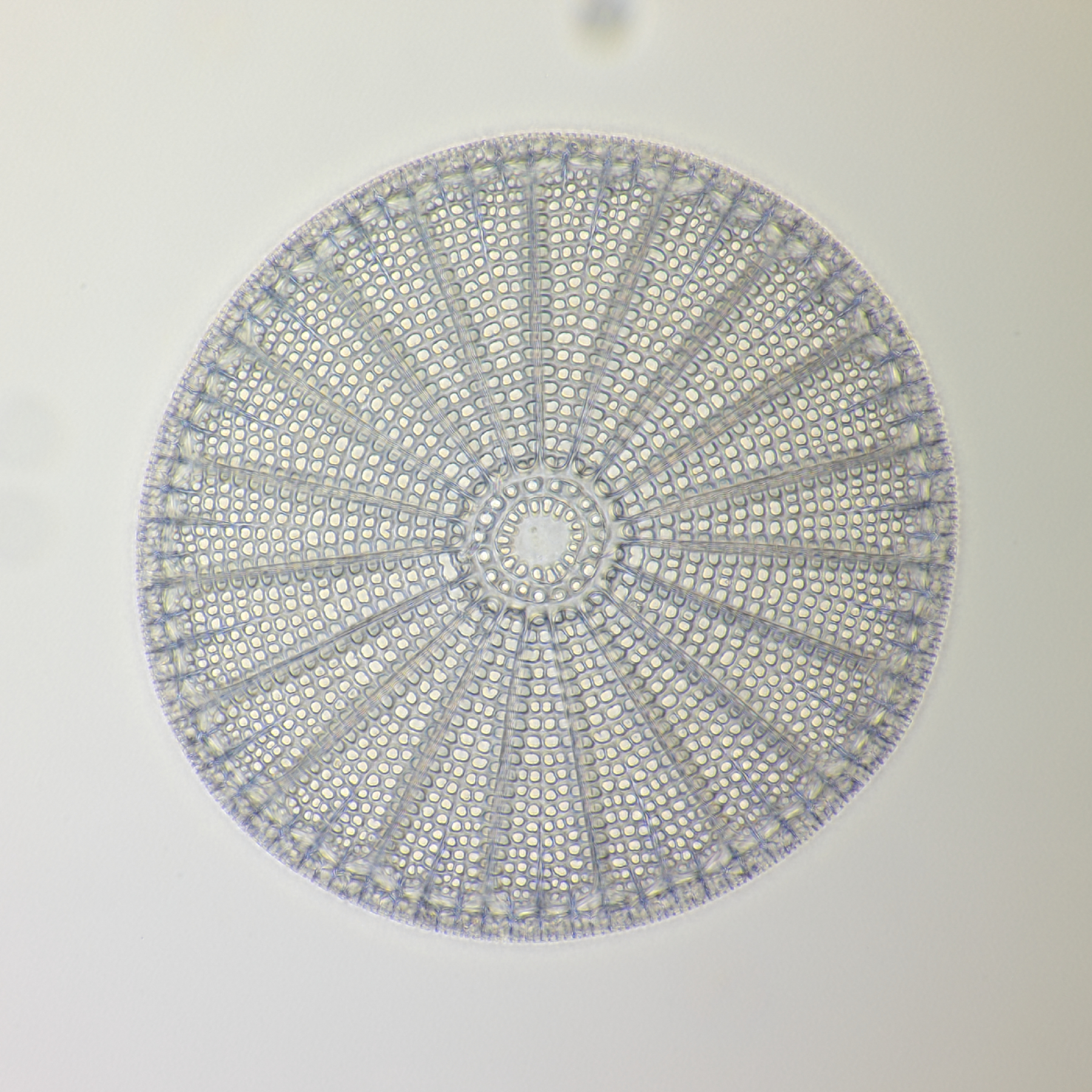 Diatom fossil Oamaru 4