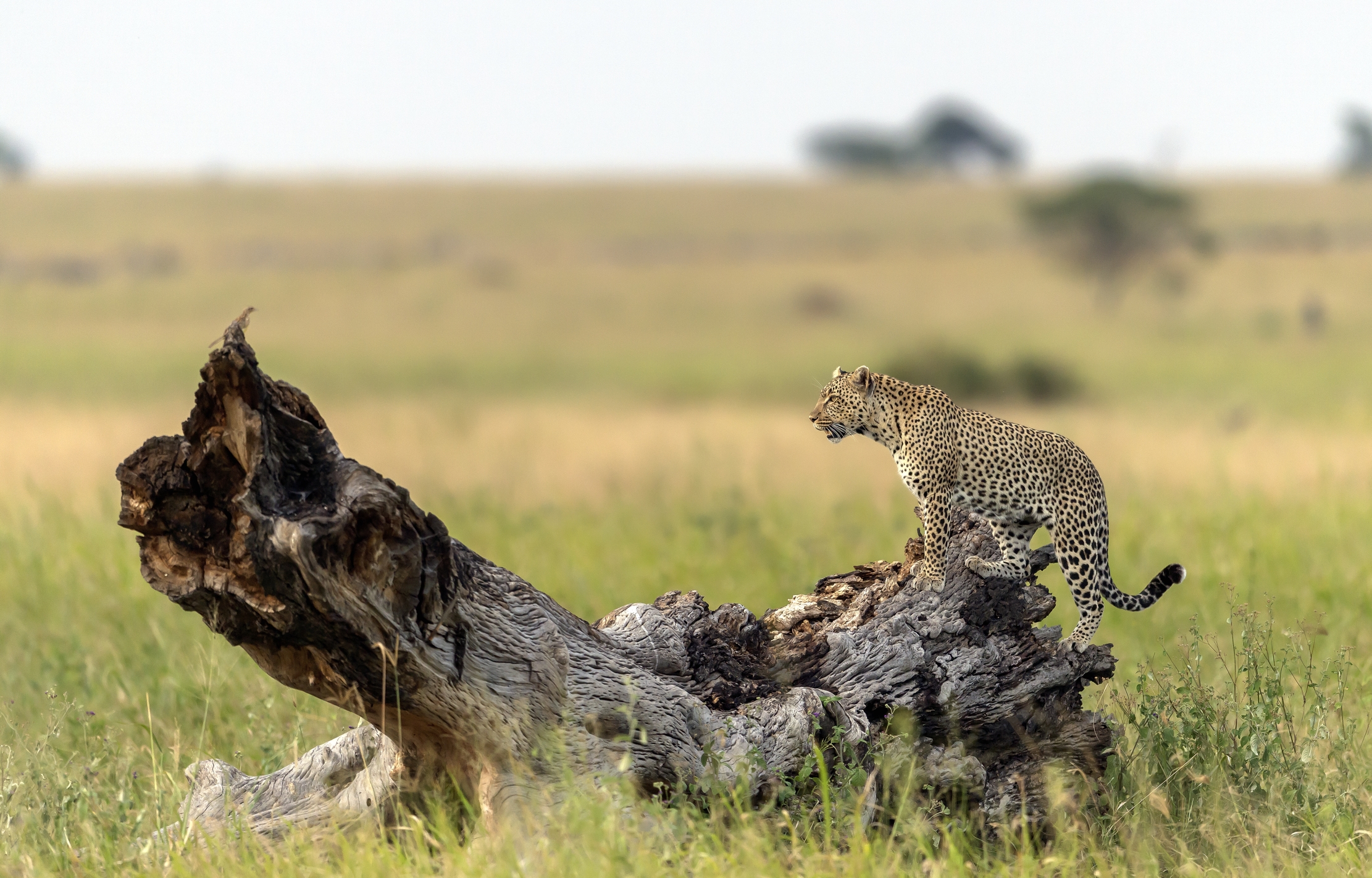 Tanzania 2016 - Leopard