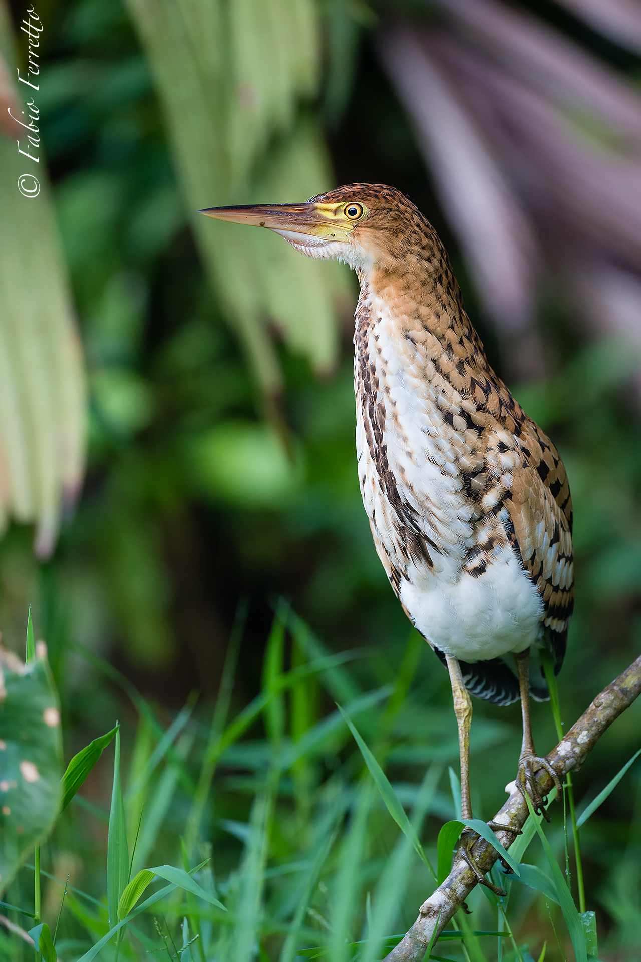 Among the channels of Tortuguero