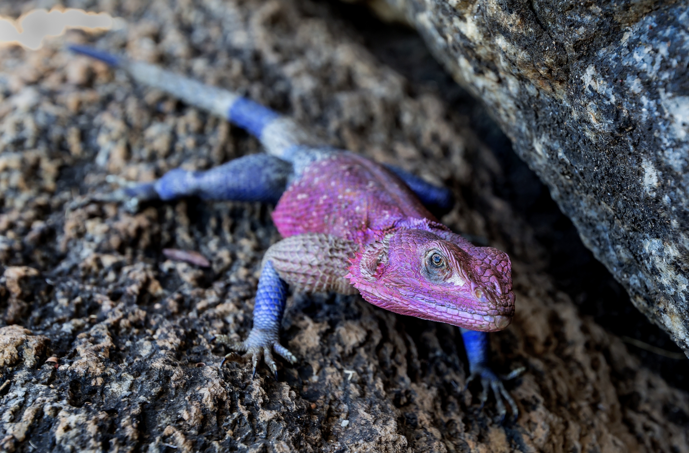 Tanzania 2016 - Agamidae
