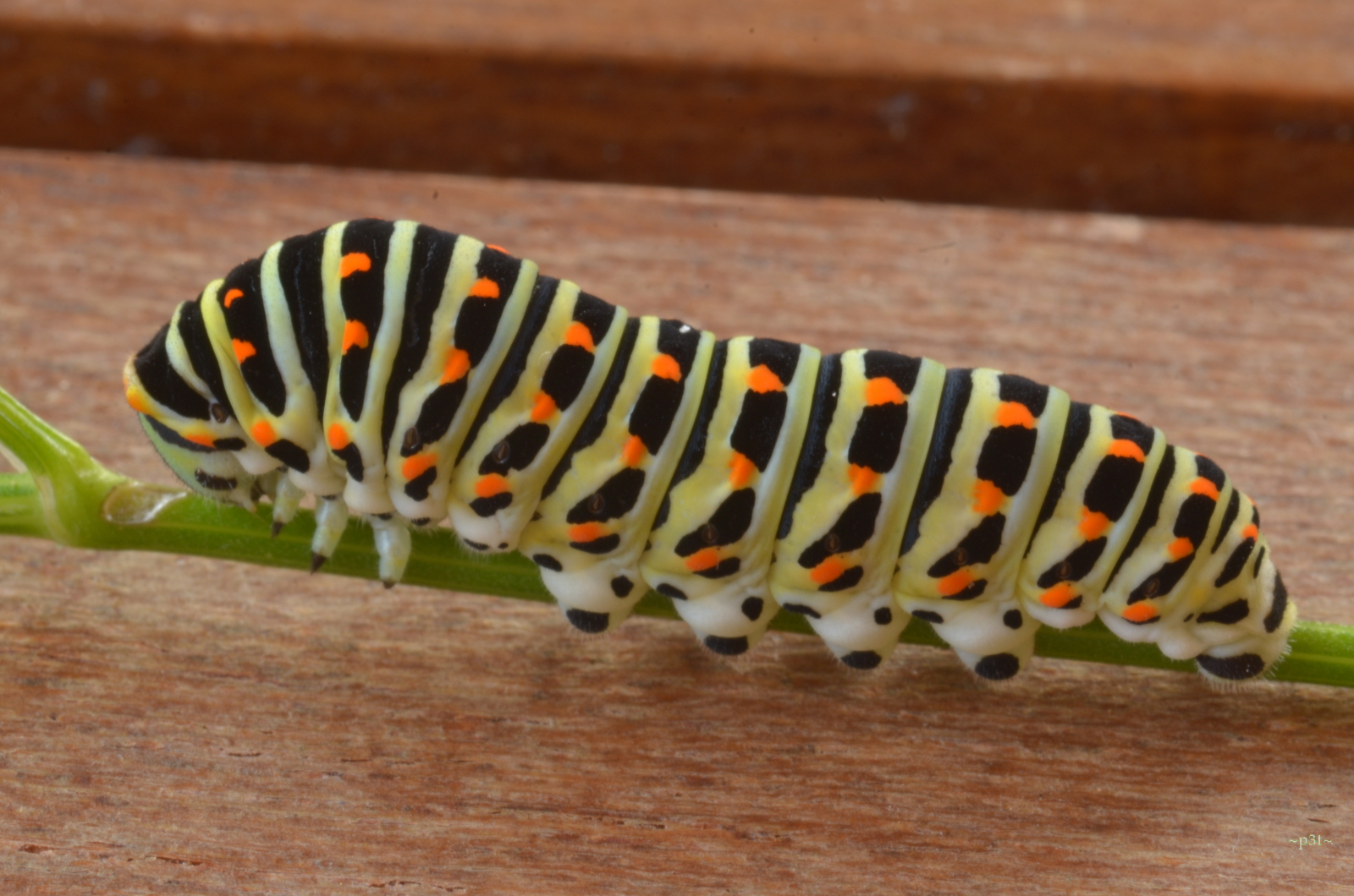 Papilio Macaon (I think ...)