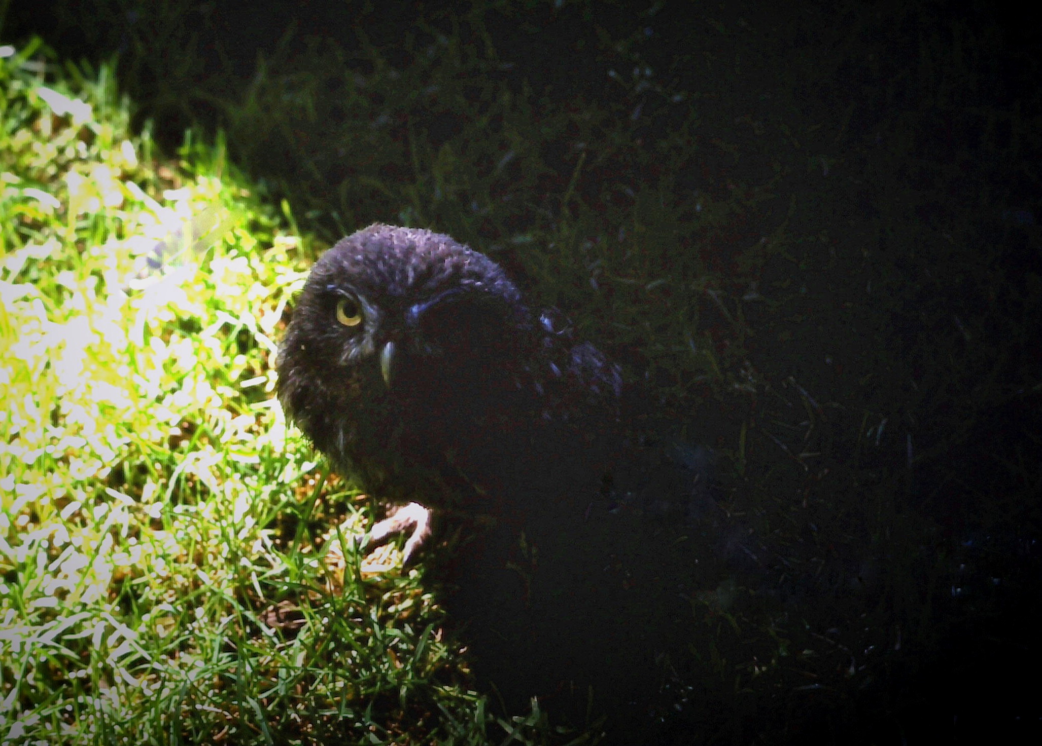 Hey, forgive me in the nest