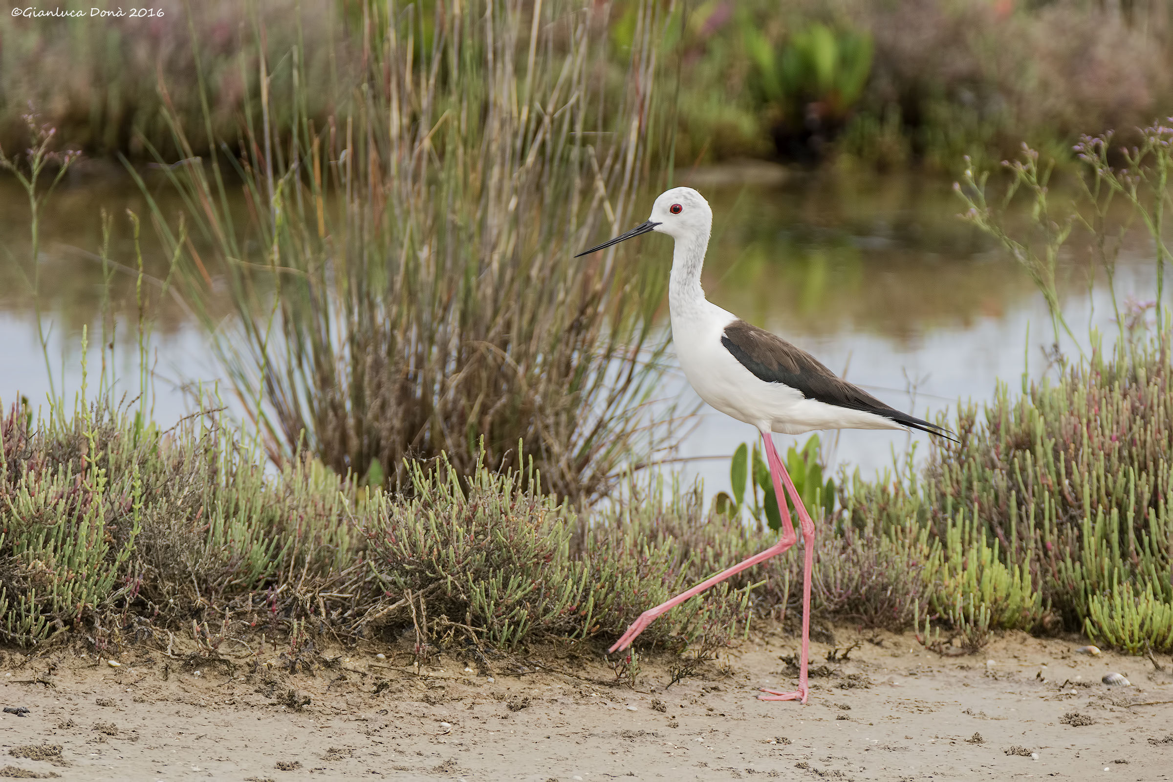 Himantopus himantopus L. 1758