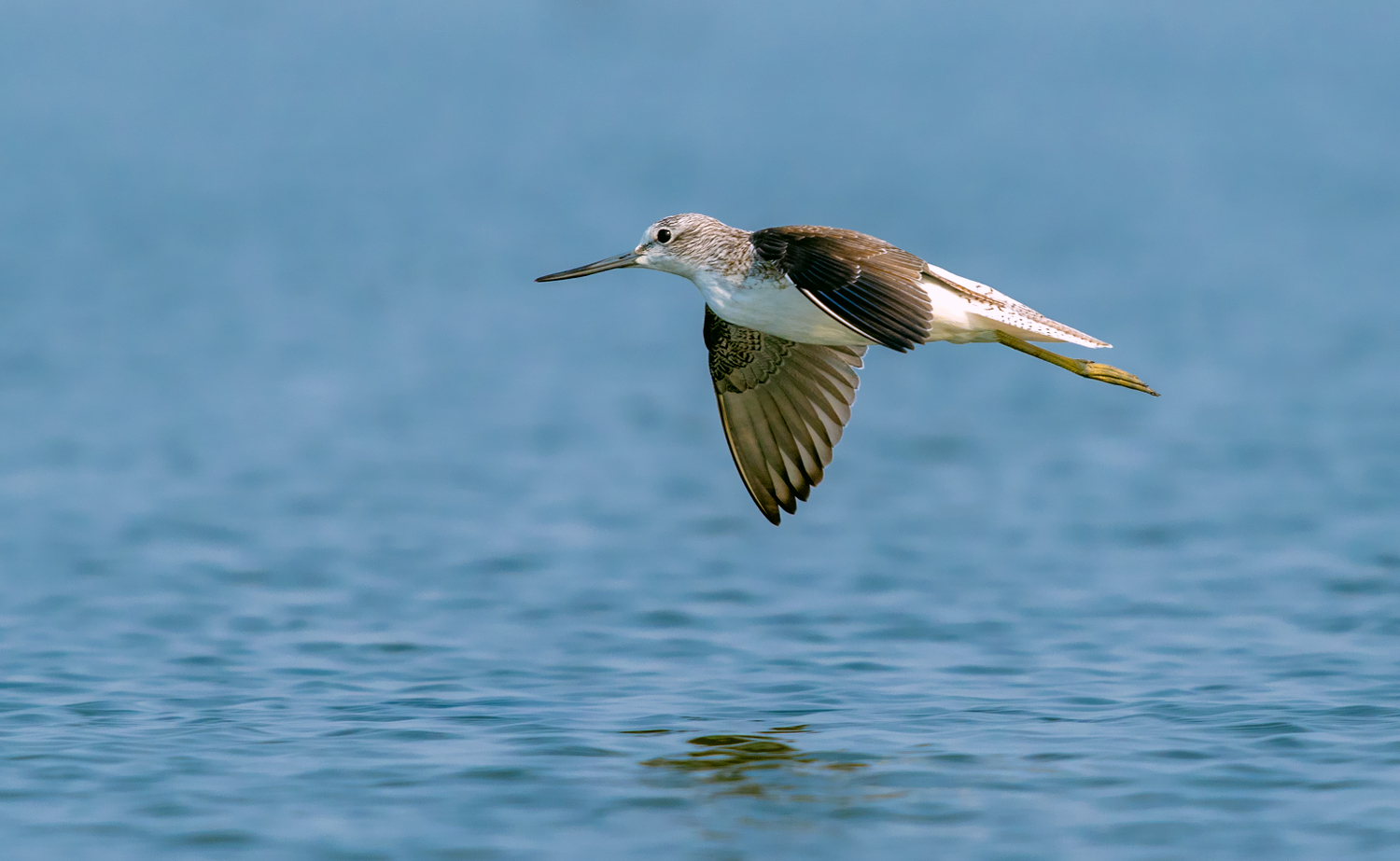 Greenshank comune
