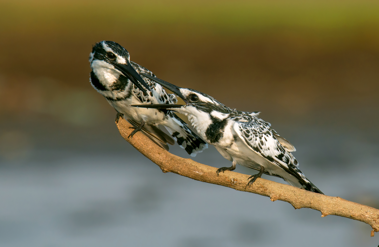 martin pescatore pied